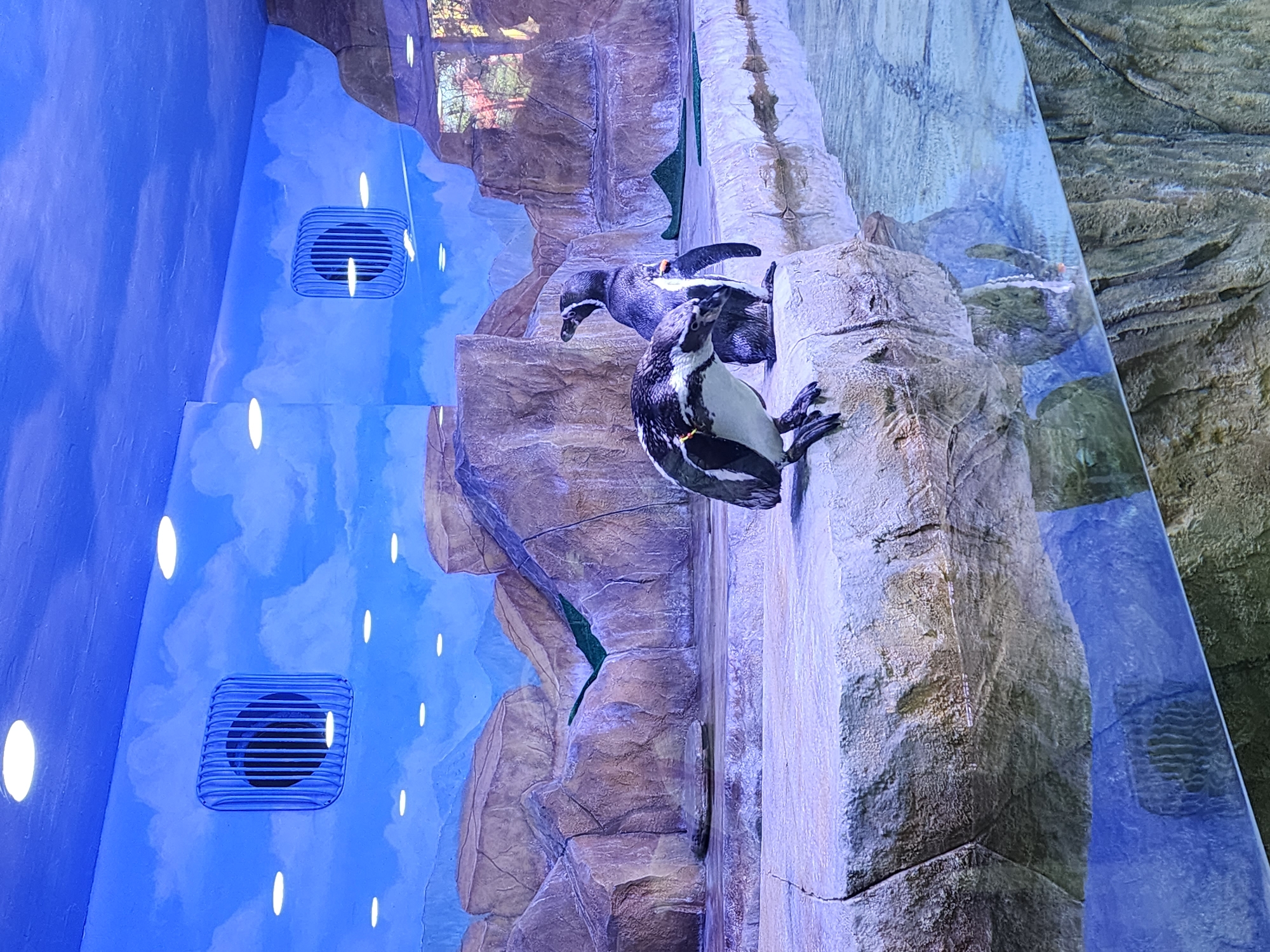 The image displays an indoor penguin exhibit, likely in an aquarium or zoo, consistent with the given location context of Sochi, Russia. Two penguins are the primary subjects, resting or standing on artificial rock formations that simulate a natural cliff environment. The penguin in the foreground is mostly visible, facing towards the right with its head slightly lowered, showcasing its characteristic black and white plumage with distinctive markings around its head and body. A second penguin is partially seen behind it, further to the left, also perched on a rock ledge.
The background of the enclosure is a vibrant blue wall, dotted with numerous scattered white oval-shaped lights that suggest either sky, reflections on water, or an artistic lighting effect. Two prominent dark, square-shaped ventilation grilles are integrated into this blue wall. The rock formations are multi-layered, featuring realistic textures and varying shades of grey, brown, and purplish hues, creating ledges and crevices for the birds. A clear glass barrier, indicating a viewing panel for visitors, is visible on the right side of the image, separating the exhibit from the observer's space. The scene captures the penguins in a static moment within their well-designed, controlled habitat. There is no visible text.