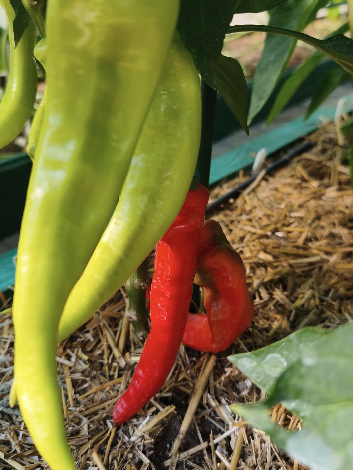 The image shows several bell peppers on a plant. Two large green bell peppers are in the foreground on the left side, and a smaller red bell pepper is in the middle. The peppers are growing in what appears to be a raised garden bed, with straw mulch covering the soil. The background is out of focus, but shows green leaves and a dark green border around the bed. The image appears to be taken outdoors on a sunny day. There is no indication of the location being in the city of Chaikovsky, Russia.
