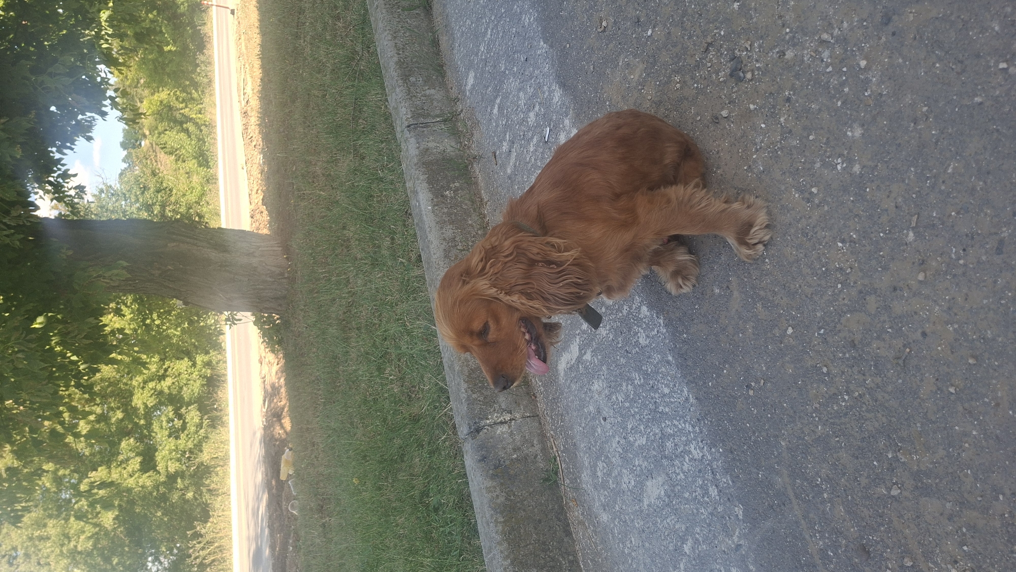 A medium-sized, brown, long-haired dog is sitting on a paved surface in front of a concrete curb. The dog is facing left with its mouth open and tongue hanging out. Behind the curb is a strip of grass, and beyond that, a road with trees and foliage in the background. The scene appears to be outdoors, possibly in a park or along a street in Hîncești, Moldova.