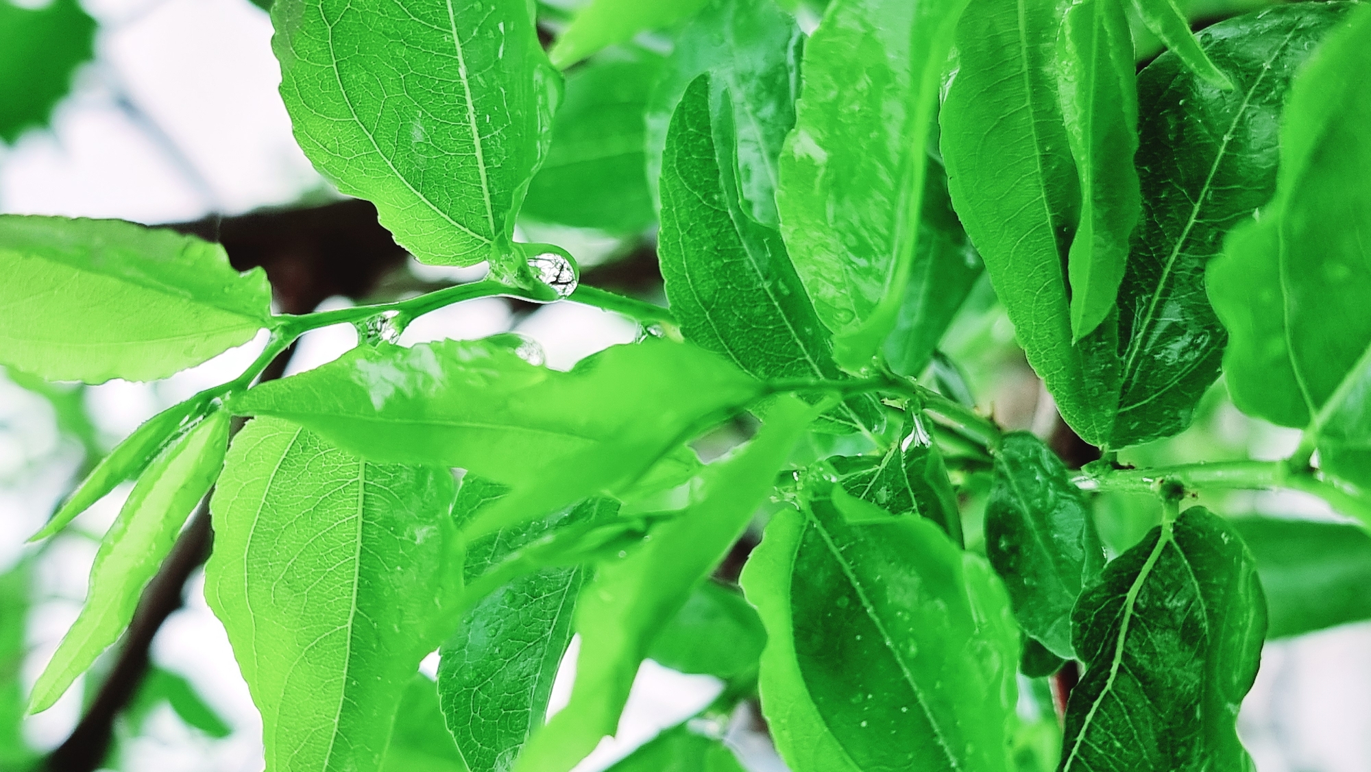 The image captures a close-up of vibrant green foliage, likely leaves from a tree or shrub. Water droplets cling to the leaves and stems, suggesting recent rain or dew. The overall composition is focused on the texture and color of the leaves, with a shallow depth of field that blurs the background. The location, Dunnae-myeon, South Korea, provides a geographical context, implying the foliage is native to or cultivated in a temperate East Asian climate.