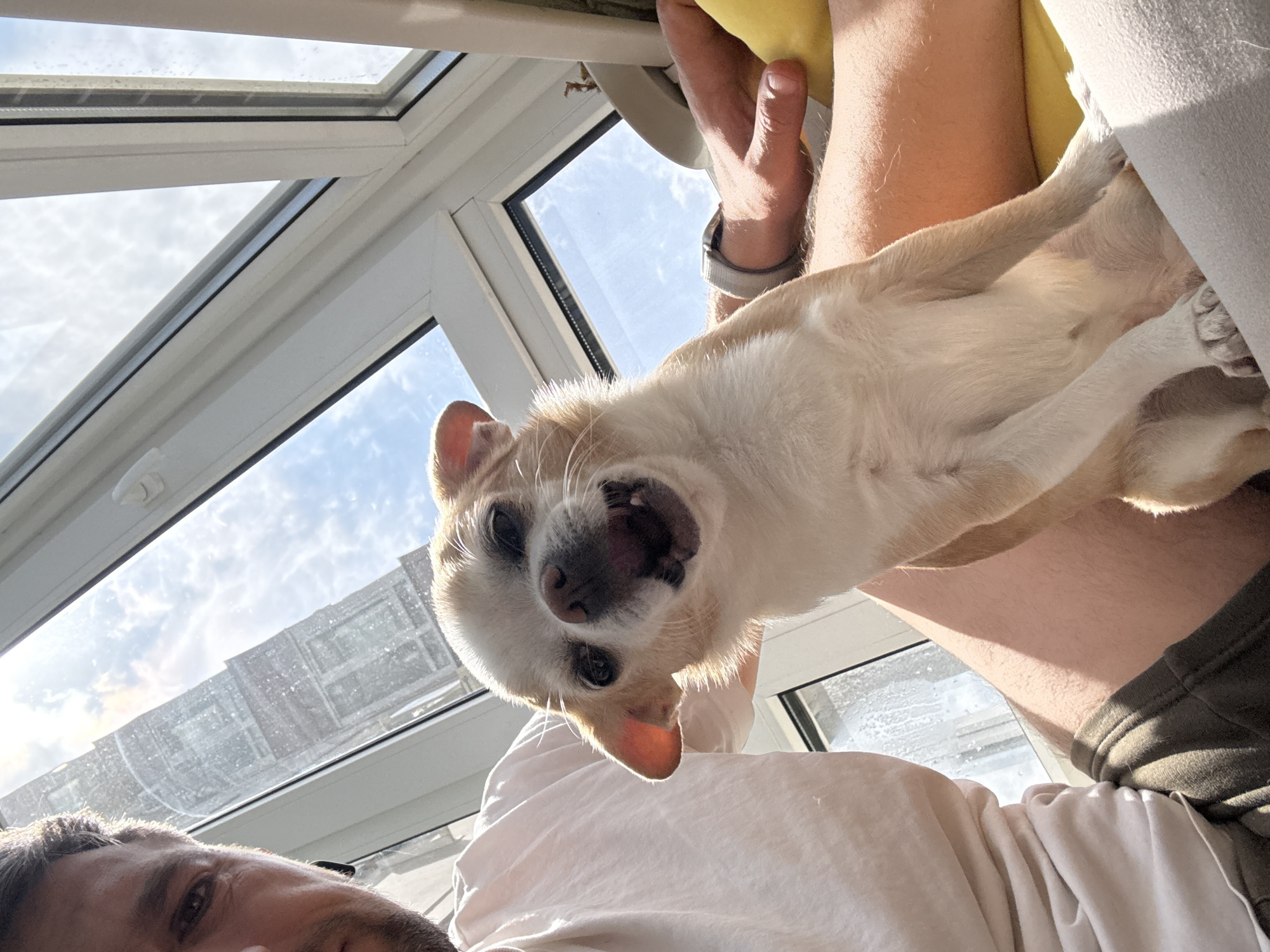 A man holds a tan-and-white chihuahua in his arms. The camera angle is from the man's perspective, looking down at the dog. The man is wearing a white shirt and gray shorts. The dog is looking up at the camera with its mouth open. The background shows a glass ceiling or skylight with a view of a building exterior. The location appears to be indoors with a view of the outdoors. The city is Unknown.