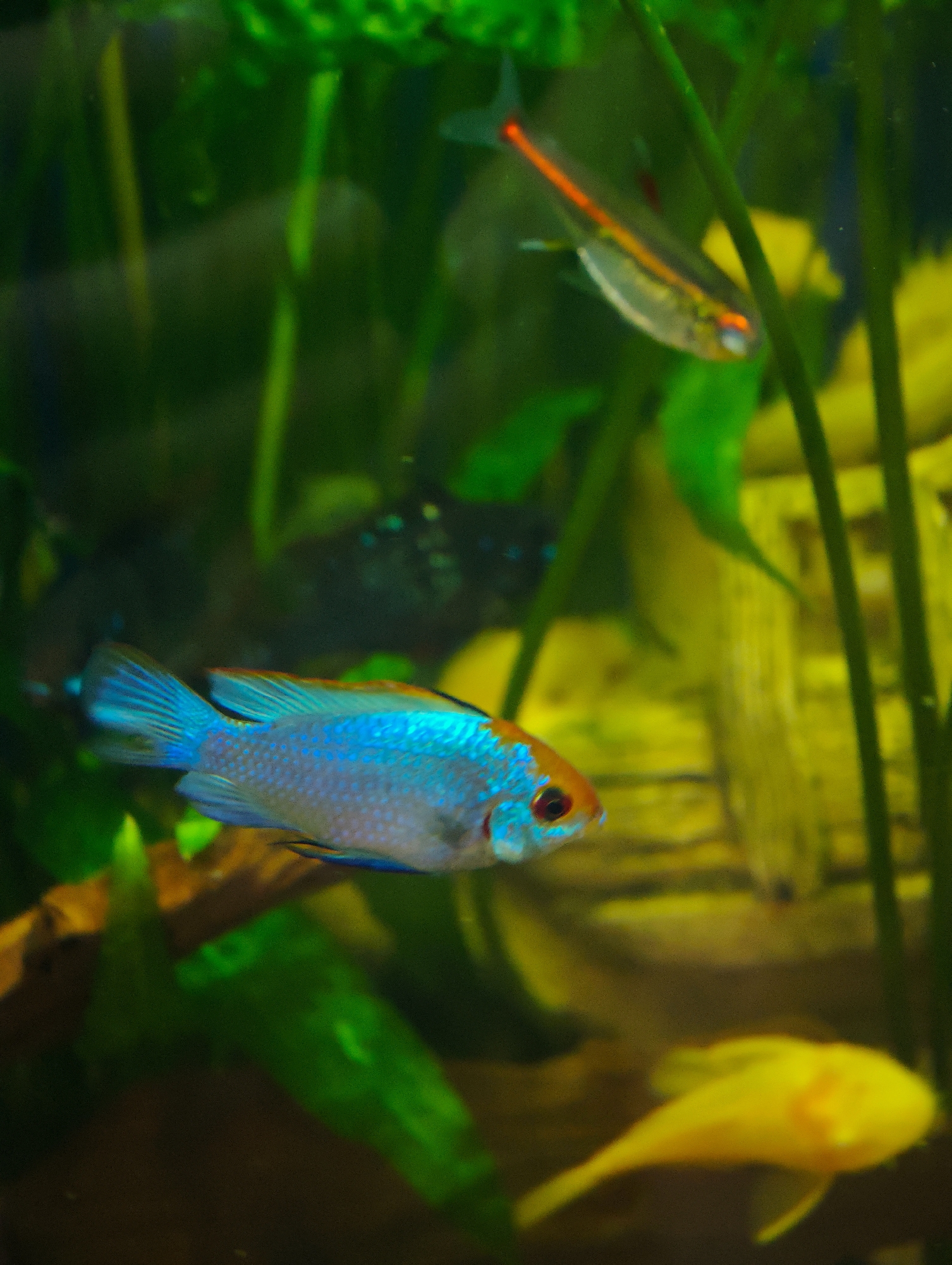 The image shows three small fish swimming in an aquarium with lush green plants and a yellowish background. In the foreground, a bright blue and orange fish is swimming towards the right. In the middle ground, a thin, silver fish with a bright orange stripe runs horizontally across its body is visible. In the lower right corner, a blurred yellow fish is also present. The lighting is dim and appears to be artificial, typical of an aquarium setting. There are no people visible in the image, and no identifiable landmarks or locations that would suggest it is in Abakan, Russia.