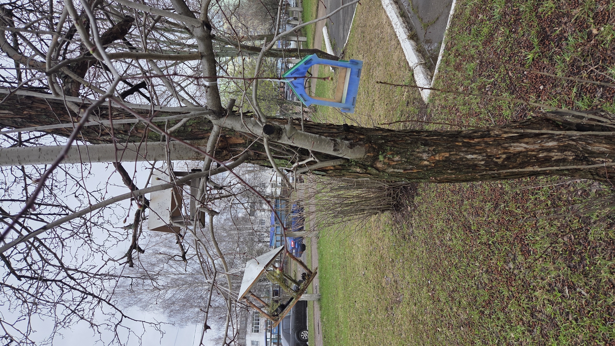 This outdoor scene, set in Chaikovsky, Russia, depicts a street with trees, grass, and bird feeders, likely during late winter or early spring given the bare branches. The sky is overcast, indicating a dull or cool day.
In the foreground, two trees stand prominently. The tree on the right has dark, textured bark, while the one on the left features lighter, smoother bark. Their branches are devoid of leaves, with only small buds visible on some twigs.
Two bird feeders are suspended from the tree branches. One, on the right side of the image, is distinctly colorful with a blue frame and a green roof. Further to the left, another feeder, made of wood with a light-colored, possibly metal or plastic, pitched roof, is visible.
The ground is covered with green grass, densely dotted with countless small, brown, berry-like objects. A paved road or path with a white curb runs along the right side of the frame. In the background, partially obscured by the trees and branches, are several buildings and parked vehicles, including a blue truck and a dark car.
No people are visible, and there is no discernible text in the image. The presence of the bird feeders implies an ongoing effort to provide food for birds.