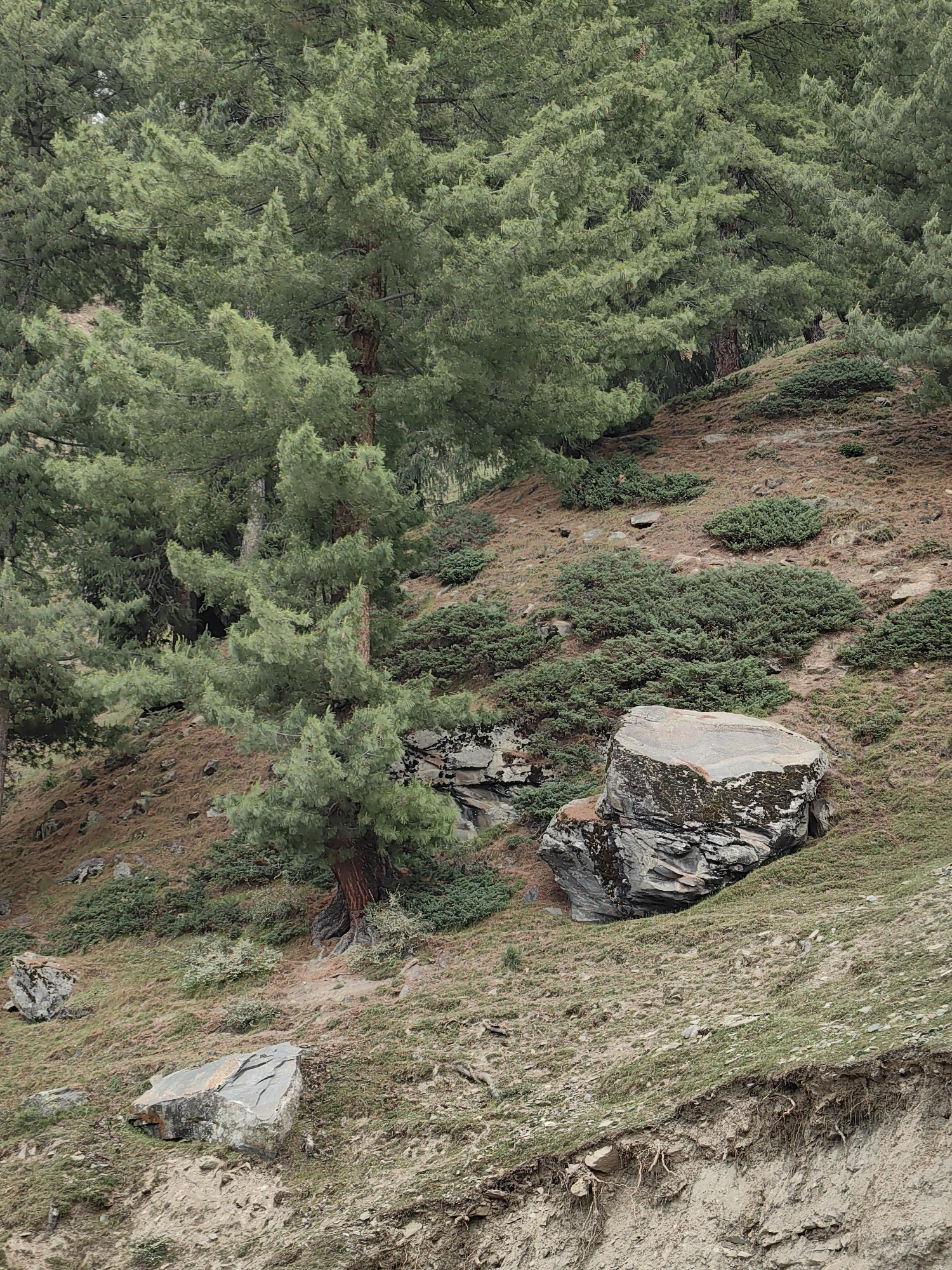 This is a high-angle, medium shot of a natural hillside with pine trees and sparse vegetation. The hillside is covered in dry grass, brown soil, and scattered rocks. Several large boulders are visible, some with moss and lichen. A cluster of dense green bushes grows in the mid-ground. The background features a dense forest of pine trees with dark green needles. The image appears to be taken during the daytime under overcast skies, as evidenced by the soft, diffused light. There are no people or man-made structures visible in the scene, suggesting a remote, natural environment. The specific location in the city of Arat, India is not identifiable from the visual information provided in the image.