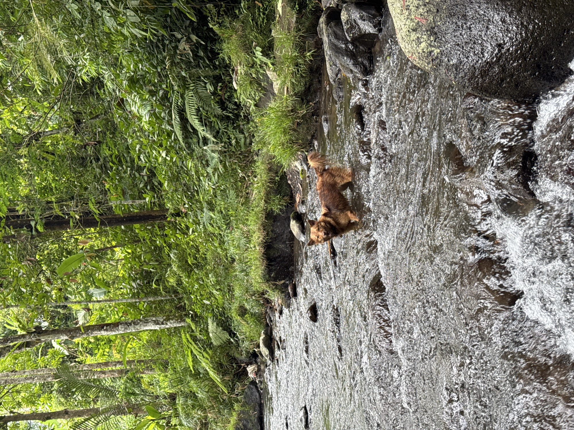 A dog is standing in a stream next to a green forest. The scene is located in Baturiti, Indonesia. The dog is brown and wet, with its head lowered as if drinking or sniffing the water. The stream flows between rocks and past a bank of lush vegetation, including ferns and other green plants. The forest is dense and green, with tall trees visible in the background. The water in the stream is clear and flowing quickly.