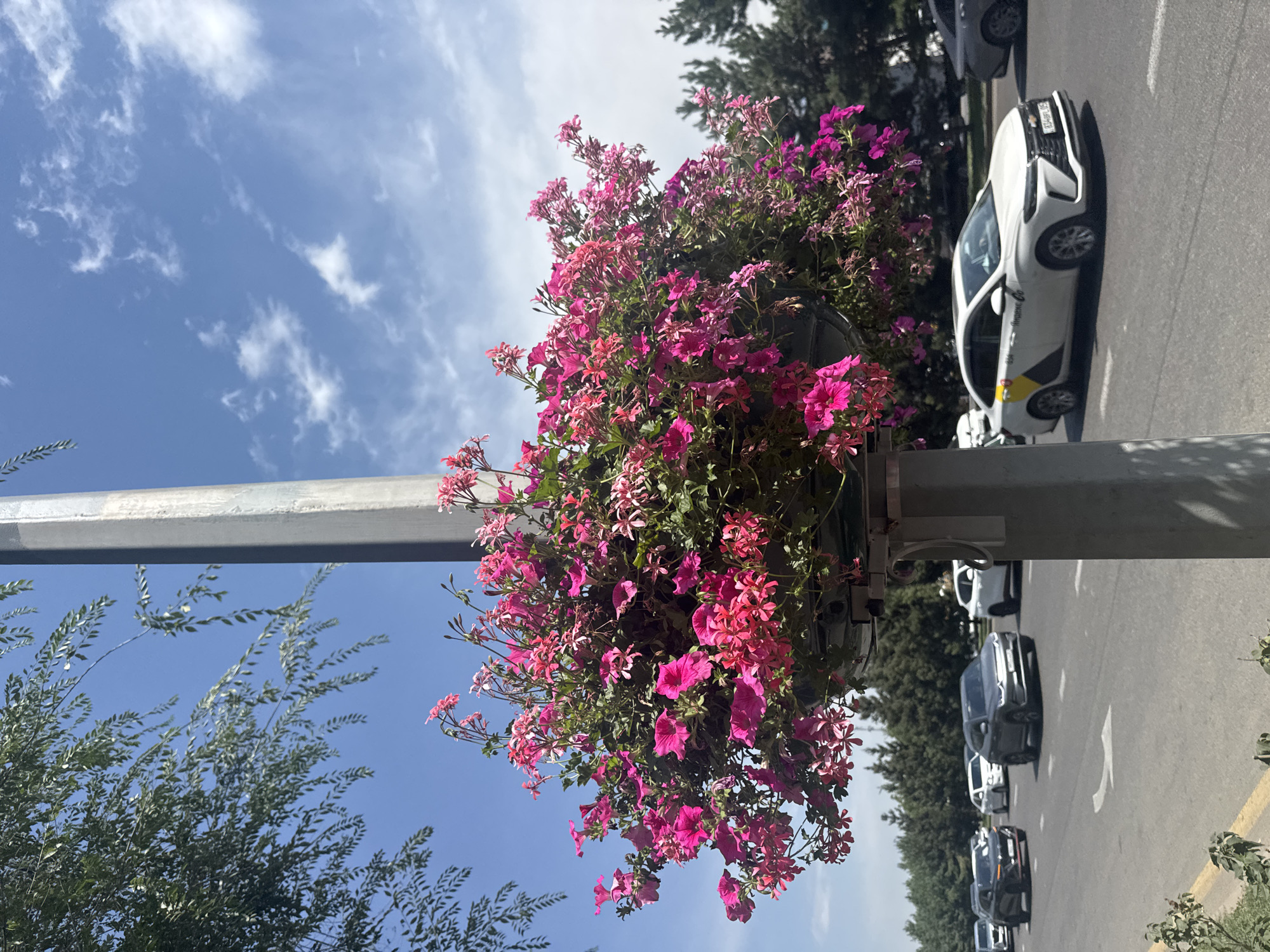 The image depicts a street scene in Almaty, Kazakhstan, under a bright, partly cloudy sky. In the foreground, a tall, grey utility pole supports a hanging planter overflowing with vibrant pink and purple flowers. The planter is positioned at street level, with the flowers cascading downwards.
Behind the pole, a multi-lane road is visible with several vehicles in motion. A white sedan with yellow and black taxi markings, identified by "Яндекс Go" text, is prominent in the mid-ground. Other cars, including a dark grey SUV, are also seen on the road. The street appears to be a typical urban thoroughfare with trees lining the sides. The overall environment suggests a sunny day in a developed city.