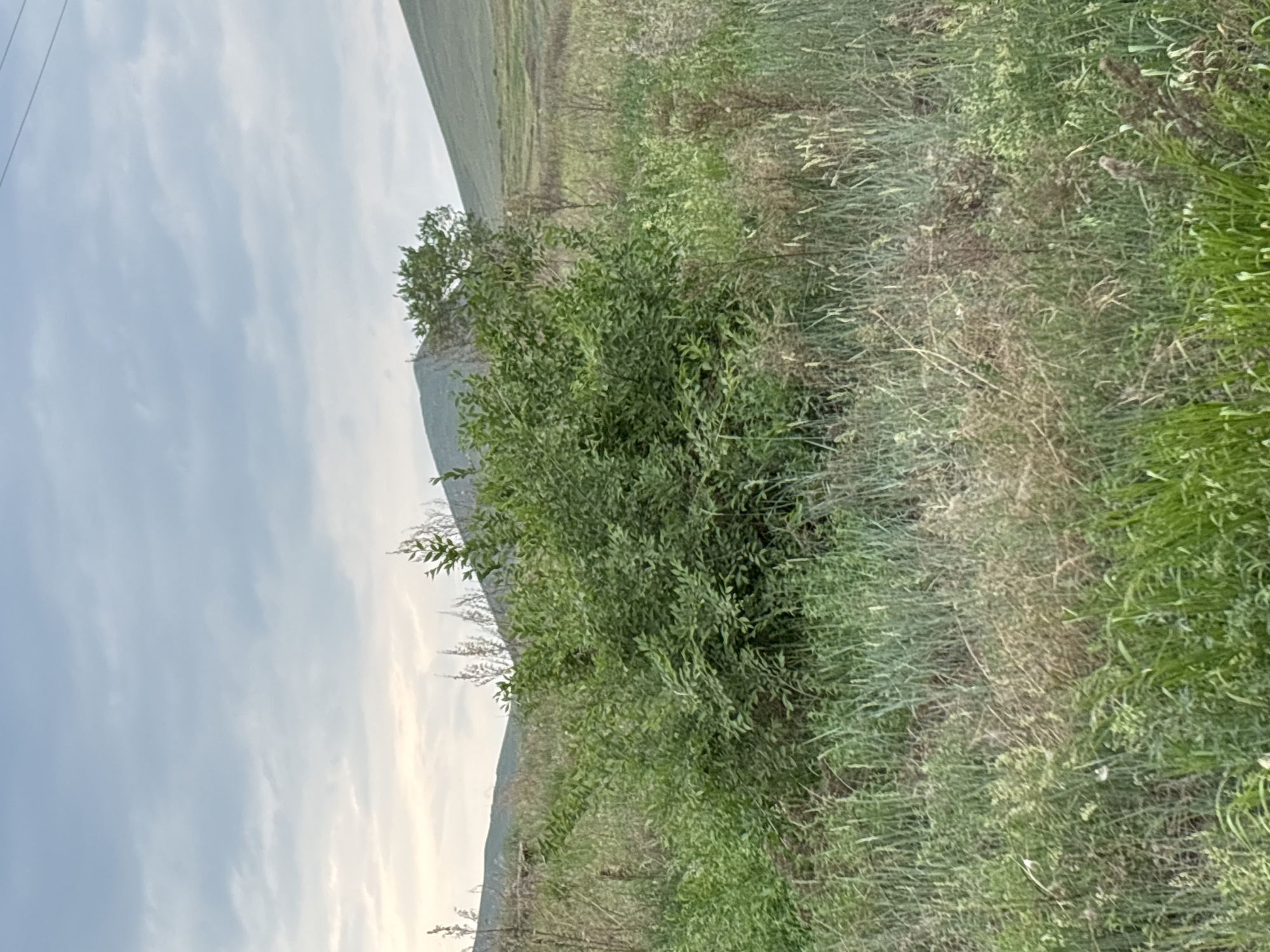 The image shows a natural landscape with rolling hills in the background under a cloudy sky. In the foreground, there is a dense green bush surrounded by tall, dry grasses and some greener vegetation. The scene appears to be an outdoor, undeveloped area, possibly a field or meadow, with no visible structures or people. The environment suggests a rural or natural setting.