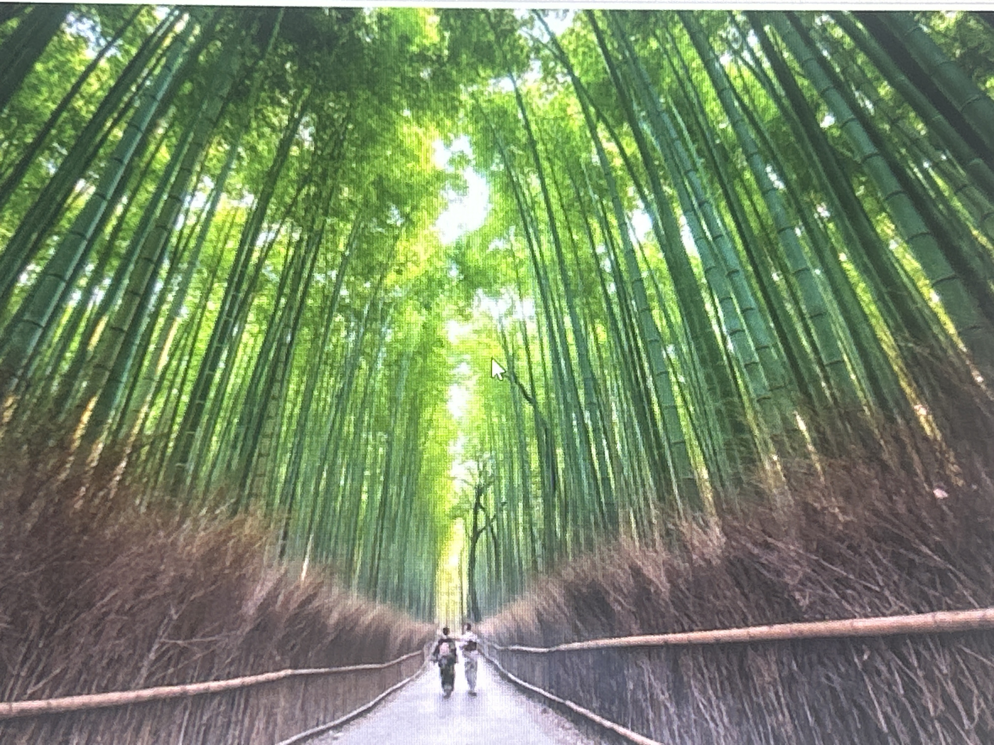 The image displays a path through a dense bamboo forest. Sunlight filters through the tall green bamboo stalks, creating a dappled effect. Two figures, appearing to be tourists, walk away from the camera down the path, which is bordered by bamboo railings. The ground is a dirt or gravel path. The location is not in Sofia, Bulgaria; it is a generic bamboo forest scene.