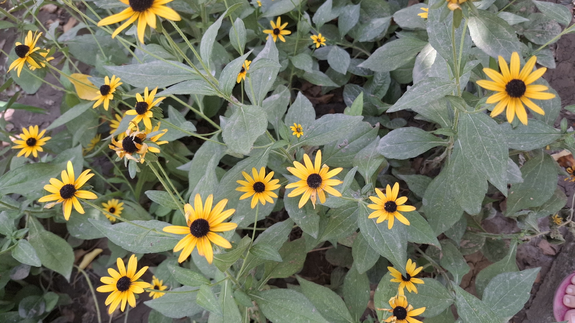 A close-up, vertical shot showcases a cluster of bright yellow flowers with dark centers, likely Black-Eyed Susans, nestled among lush green foliage. The flowers are in various stages of bloom, with some appearing fully open and vibrant, while others show signs of wilting and decay. The leaves are broad and ovate, with a slightly dusty appearance, suggesting they are outdoors. The background is softly blurred, hinting at a natural or garden setting. The image appears to have been taken outdoors in Шұбарсу, Kazakhstan.