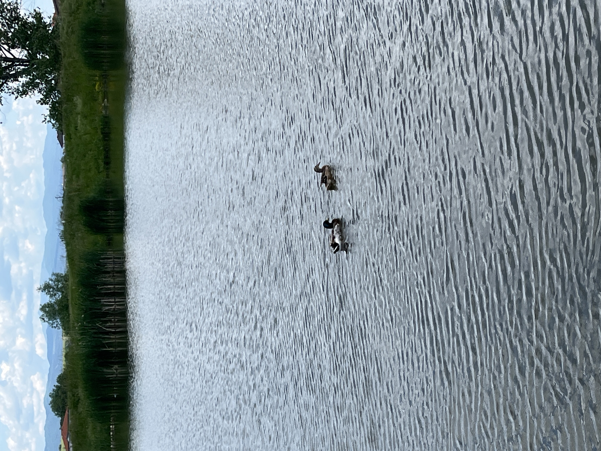 The image shows two ducks swimming on a lake. The lake is bordered by lush green vegetation on the left side. In the distance, there are mountains visible under a cloudy sky. The lake's surface is rippled by a gentle breeze. The location is Kostinbrod, Bulgaria.
