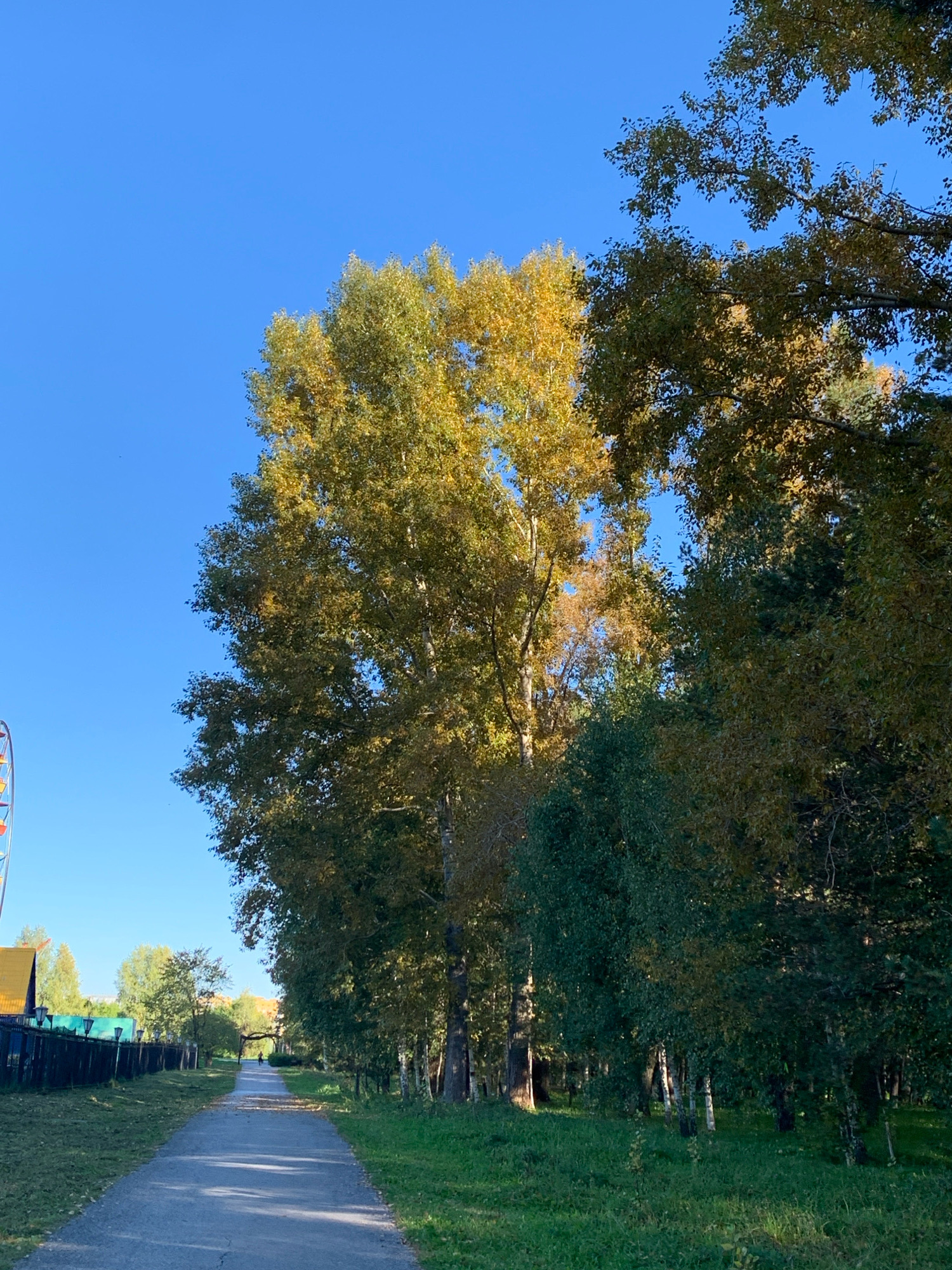 The image depicts an autumnal scene in a park setting, likely in the city of Prokopyevsk, Russia, given the context. A paved pathway, appearing to be a walking or cycling trail, stretches into the distance, flanked by grass and trees. The foliage on the trees displays a range of autumn colors, with dominant yellows and greens. The sky is clear and blue. On the left side of the pathway, a black metal fence with occasional lampposts runs along the perimeter. Beyond the fence, a portion of a yellow structure and part of a Ferris wheel are visible, suggesting the proximity of an amusement park or recreational area. The lighting suggests it is daytime, likely mid-morning or afternoon, with sunlight casting shadows. A lone figure can be seen walking on the pathway in the distance, near an archway.
