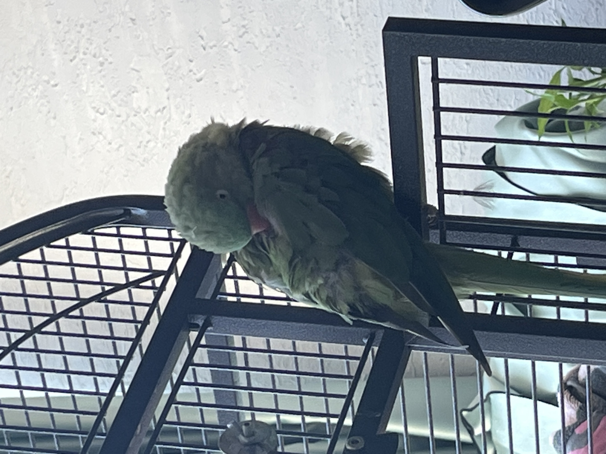 A green parrot is perched on the horizontal bar of a black metal cage. The parrot is facing right, with its head tucked into its body. Its feathers are ruffled, and its beak is partially visible, appearing pinkish. The cage bars are visible in the foreground and background, with a white, textured wall behind the cage. There are some blurry white objects and green plants visible through the cage bars in the background. The image appears to be taken outdoors, possibly on a balcony or patio. There is no discernible indication of the city of Pazardzhik, Bulgaria.