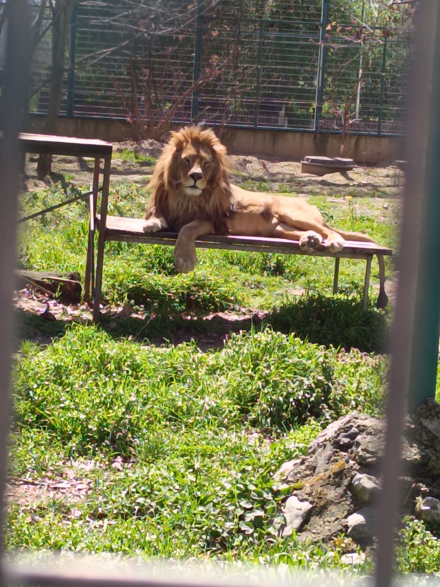 A male lion is lying on a bench in a grassy enclosure at an apparent zoo. The lion has a full, brown mane and is facing the viewer. The bench is simple in design and elevated slightly off the ground. The enclosure consists of green grass and some rocks, with a metal fence visible in the background. The image is taken from behind a barred fence, creating a caged-in perspective. The exact location in the city of Unknown, Unknown is not provided.
