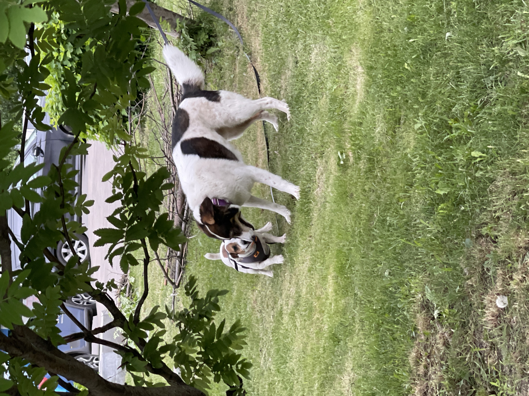 Two dogs stand on green grass outdoors. One dog is white with brown markings and wears a black harness. The other dog is larger, white with brown and black markings, and wears a purple collar. In the background, tree branches obscure a view of a parked vehicle. It is not possible to determine the specific location in Moscow, Russia.