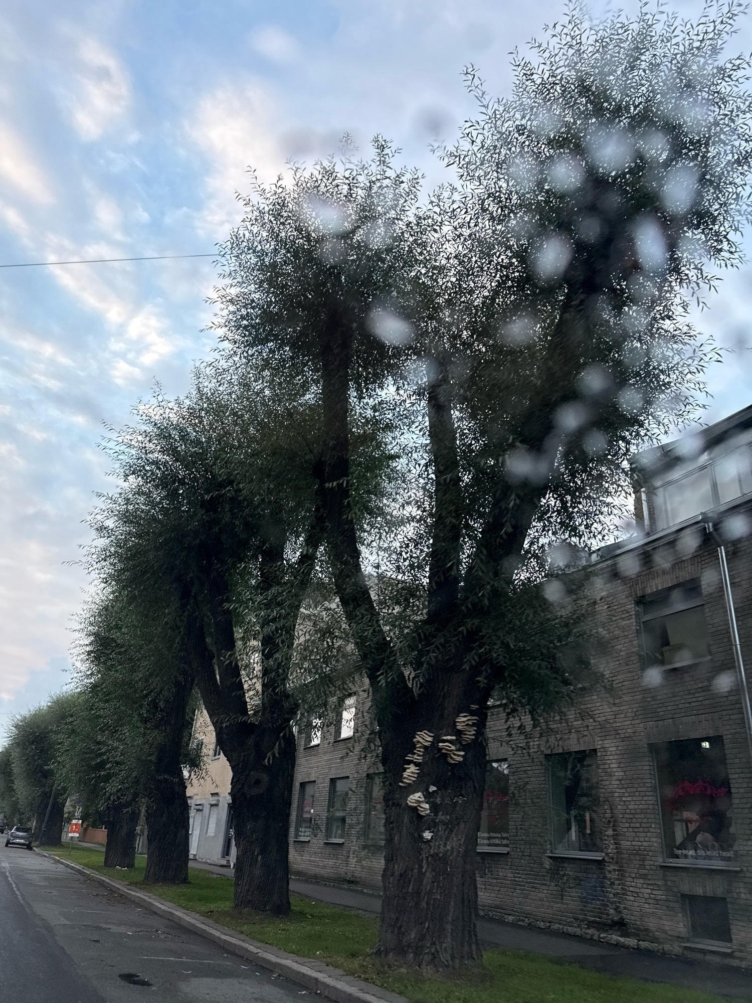 A row of mature trees with lush green foliage lines a street in Tallinn, Estonia. The trees are planted along the sidewalk, which is bordered by a brick building. The building has multiple windows, some of which reflect the sky and trees. The sky is partly cloudy with a mix of white and gray clouds. Water droplets are visible on the window through which the photo was taken, creating a blurred effect in some areas. On the bark of one of the trees, clusters of shelf fungi are visible. A dark-colored car is parked on the side of the street. The scene appears to be captured during daylight, possibly in the late afternoon or early evening due to the lighting conditions.