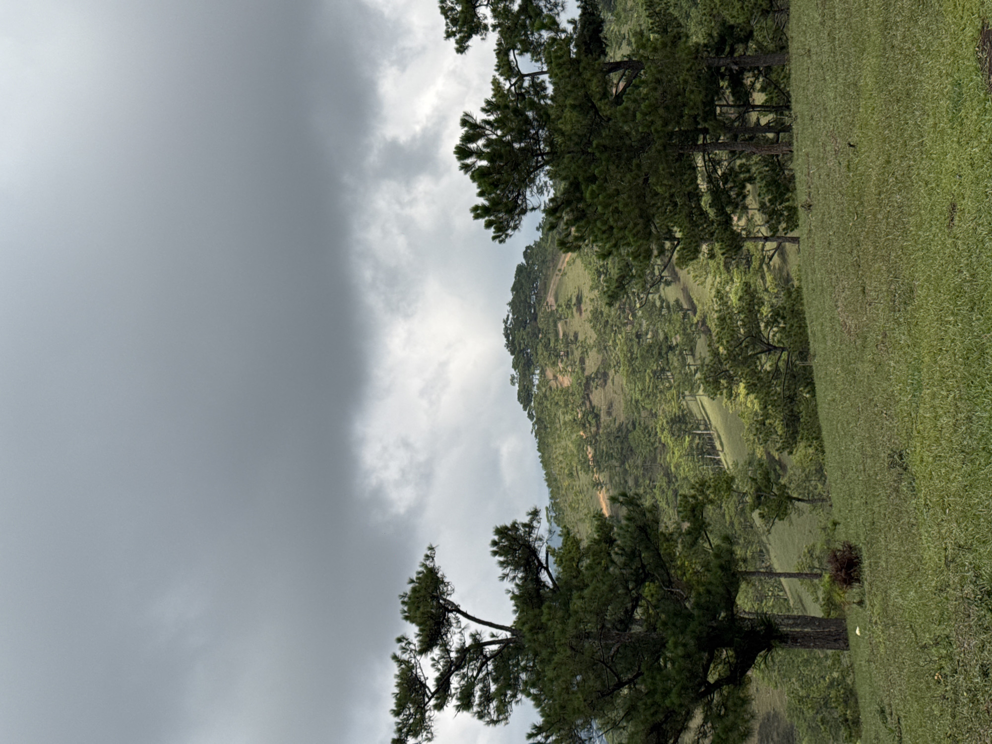 The image captures a landscape scene in Lạc Dương, Vietnam. A lush green hillside ascends into the distance, populated with numerous pine trees. The foreground features a grassy meadow, also punctuated by mature pine trees. Overcast skies dominate the left half of the frame, creating a diffused light across the landscape. The absence of people or distinct objects suggests a natural or undeveloped setting within the city.