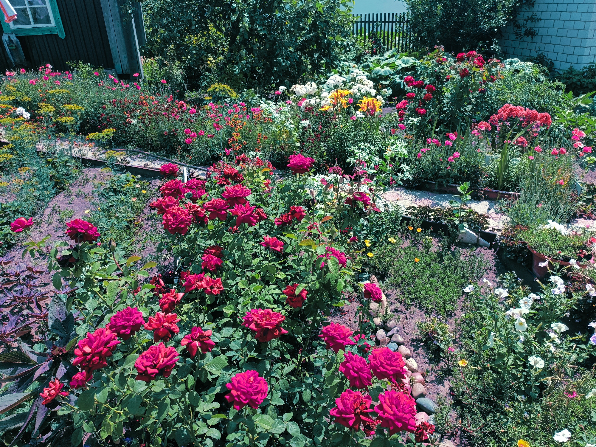 An outdoor, eye-level, full shot captures a lush garden overflowing with a vibrant display of flowers. The garden is situated in front of a rustic wooden building with a green-trimmed window on the left side. A dark wooden fence can be seen in the background, separating the garden from an area with trees. The foreground is dominated by a profusion of deep pink and red roses, their petals full and vibrant. Interspersed among the roses are smaller flowers in shades of pink, yellow, and white. Green foliage and stems form a dense backdrop for the blooms. The ground is a mix of exposed soil and small, rounded stones, some of which appear to be lining a pathway. The overall impression is one of a meticulously cared-for and abundant garden, thriving under natural light.