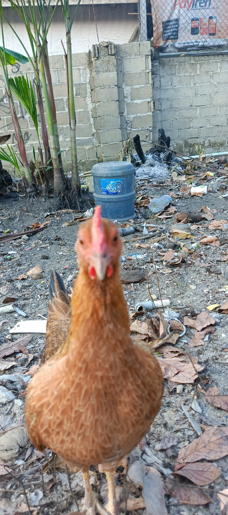 The image shows an outdoor scene in Desa Simpang Katis, Indonesia. In the foreground, a brown chicken is facing the camera, with its head and upper body in sharp focus. The chicken has a red comb and wattle. The background is cluttered with various objects and debris. To the left, there are several tall, slender plants with green leaves. Behind the chicken and plants, a large blue water cooler drum is visible. Further back, a grey brick wall forms the backdrop. Scattered on the ground are dry leaves, branches, plastic bottles, and other refuse. A small pile of burnt material is also present near the center of the image. A fence with a sign is visible at the top of the image. The ground is covered with gravel and dirt.