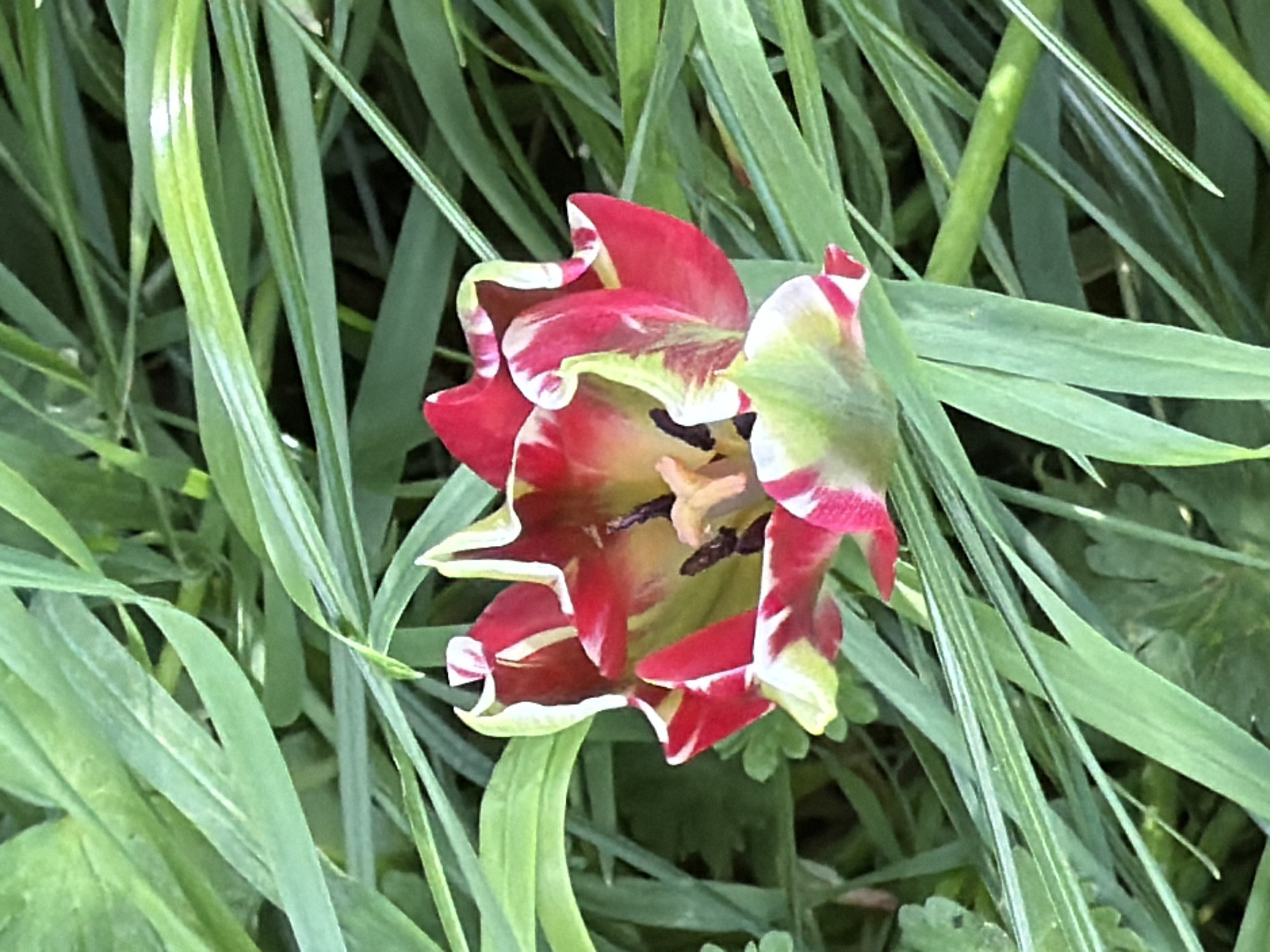 The image captures a vibrant close-up of a single red and green flower, likely a tulip, situated amongst dense green foliage. The flower is the central subject, displaying deeply saturated red petals that feature prominent white and lime green edges and streaks. The petals appear somewhat ruffled and open, revealing the dark, almost black, stamens and pistils in the center of the bloom.
The background and surrounding areas are filled with numerous long, slender, upright green leaves, creating a natural and lush setting. These leaves vary in tone, from brighter greens where light hits them to darker, shadowed areas, contributing to the depth of field. The overall scene suggests an outdoor garden or a wild patch of blooming plants.
The lighting indicates it is daytime, with bright, natural illumination highlighting the intricate colors and textures of the flower and leaves. No specific activity or event is taking place beyond the natural state of the flower. There are no people visible, nor any discernable text. The photograph depicts a moment of natural beauty in an outdoor environment, specifically located in Esch-sur-Alzette, Luxembourg.