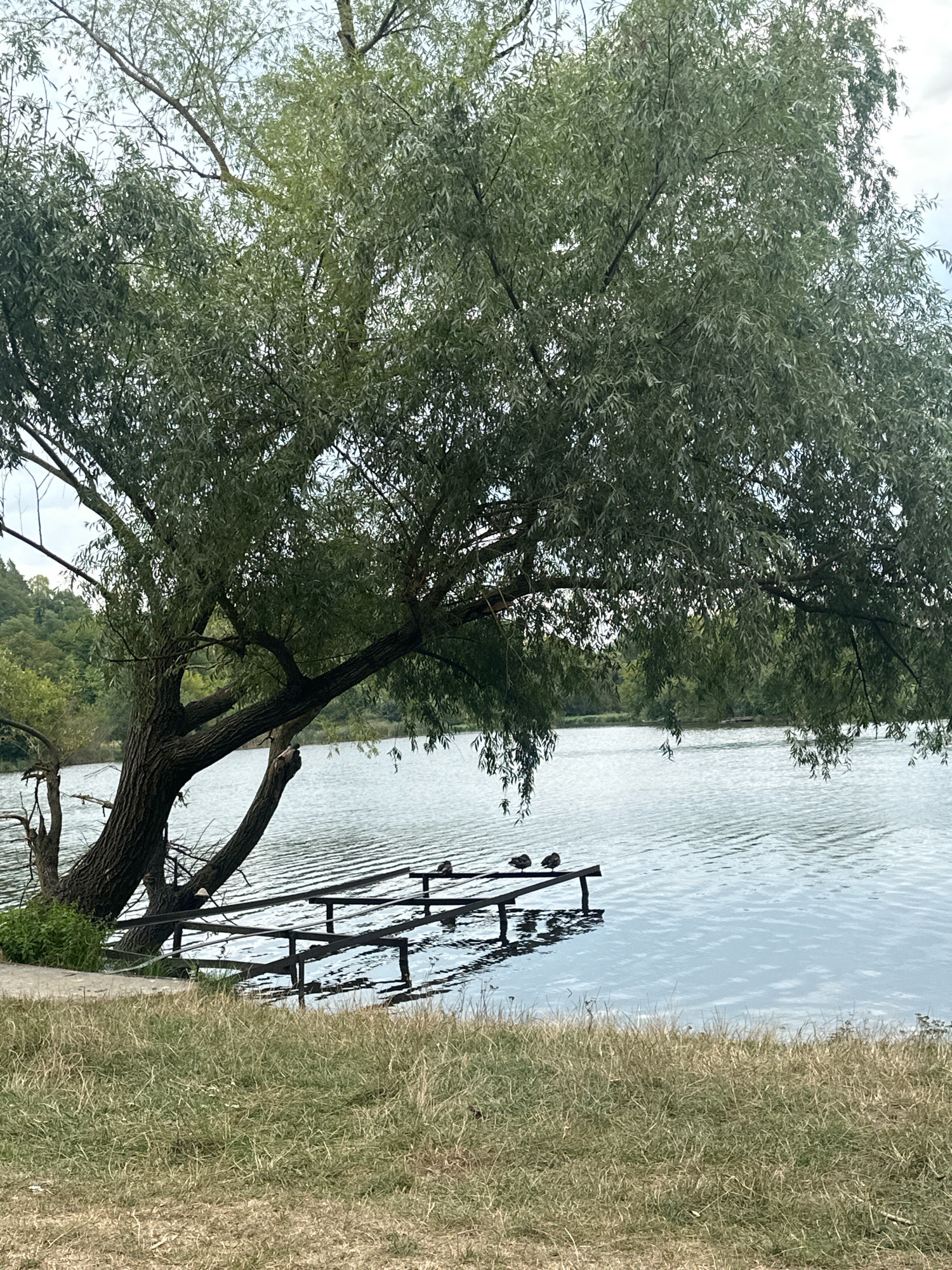 The image depicts a serene outdoor scene at a body of water, likely a lake or river, situated in the vicinity of Makiv, Ukraine. A large, mature willow tree with drooping branches dominates the left side of the frame, its foliage creating a dappled shade over the water. In the foreground, dry, tan-colored grass covers the ground. Extending from the shoreline into the water is a dark wooden structure, possibly a pier or a series of connected platforms. On this structure, four ducks are visible, two on the left section and two further out on the right. The water is calm, with gentle ripples reflecting the overcast sky and the surrounding greenery. The background reveals a dense, tree-covered hillside. The overall impression is one of natural tranquility.