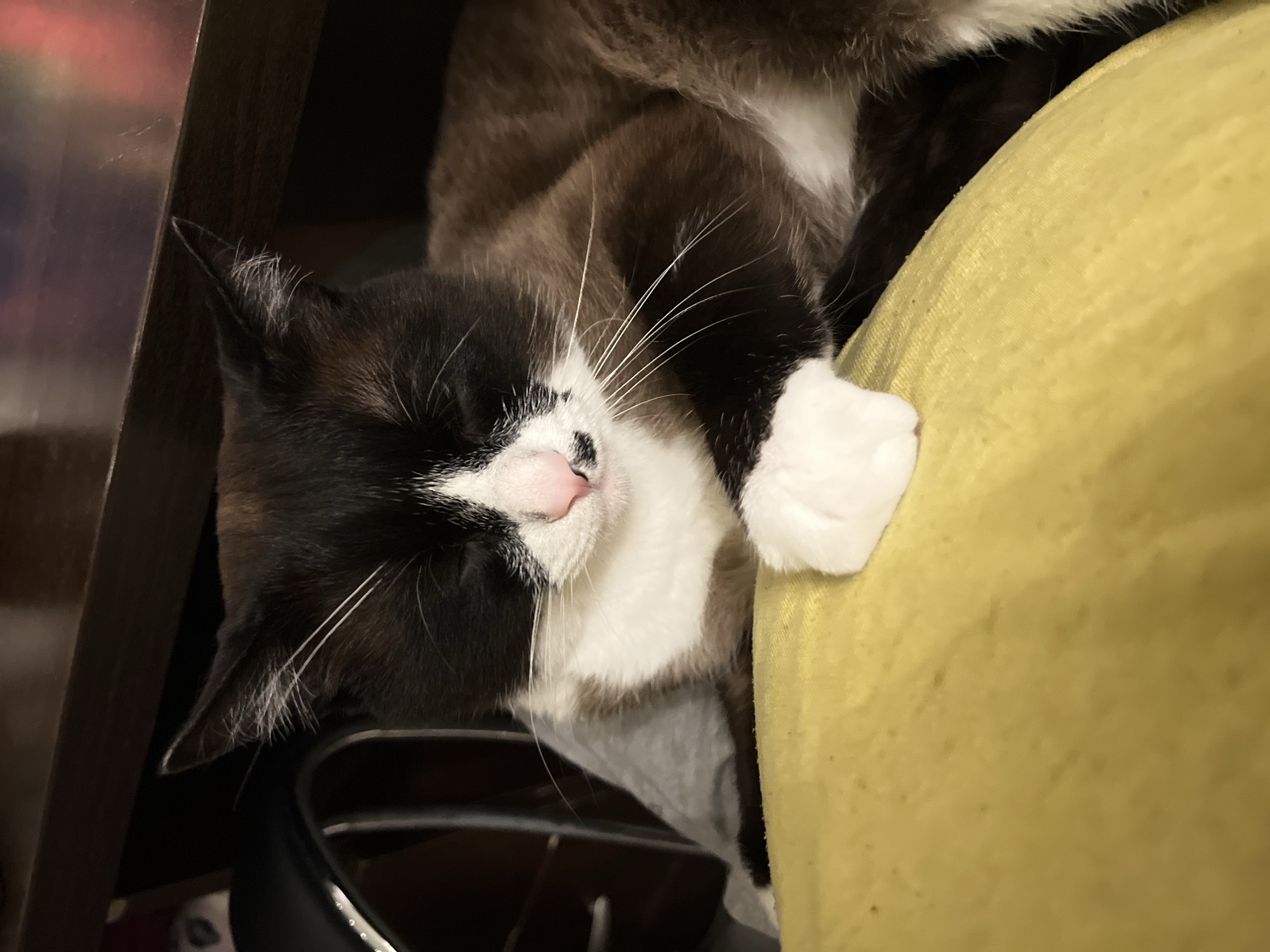 A black and white cat is sleeping on a yellow cushion. The cat has its eyes closed and a pink nose. A white paw rests on the cushion. The cat's body is brown and white. A dark brown piece of furniture is in the background. A black object is visible under the cat. The location in the city of Noviy, Russia is not discernible from the image.