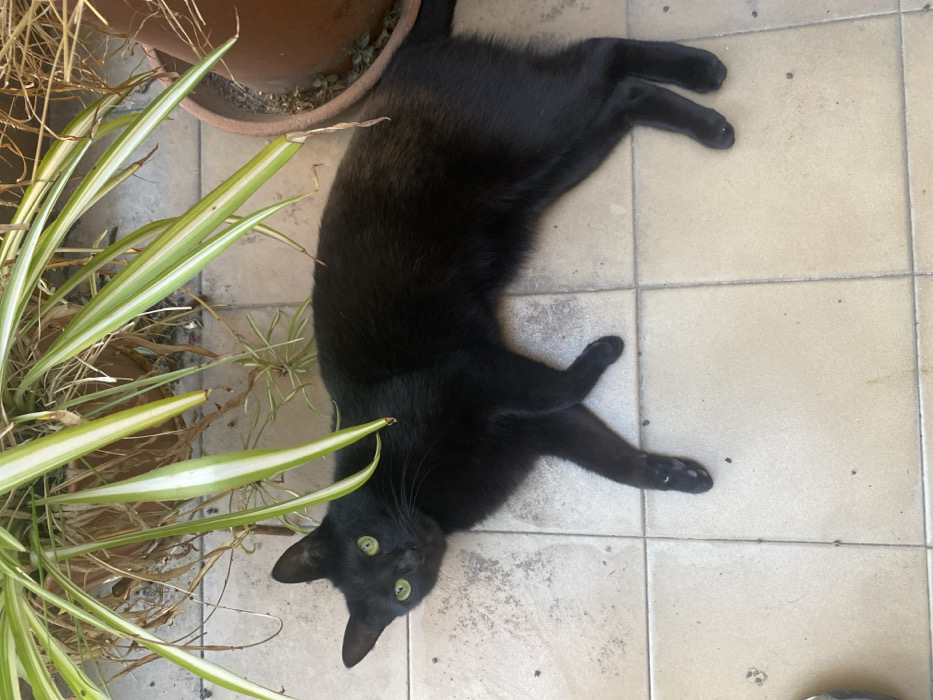 A black cat stretches out on beige tiles, its body angled. The cat's green eyes are wide and visible. A potted plant with long, green and white striped leaves is to the left of the cat, along with a second, larger plant pot visible in the background. The cat is lying on its side, with legs extended, forming an "X" shape. The lighting is bright and natural.