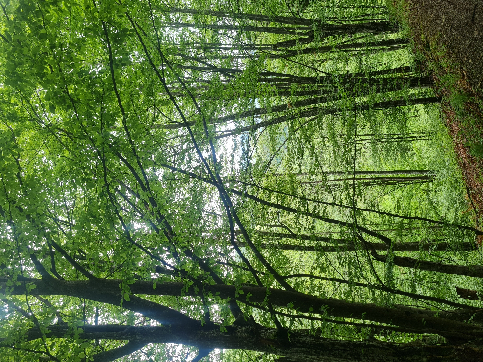 The image depicts a forest scene in Divchovoto, Bulgaria. The view is directed upwards, focusing on the tree canopy. The trees are densely packed, their branches interweaving to create a thick ceiling of green foliage. Light filters through the leaves, creating a dappled effect. A narrow path borders the edge of the forest. The overall impression is one of a lush, verdant environment.