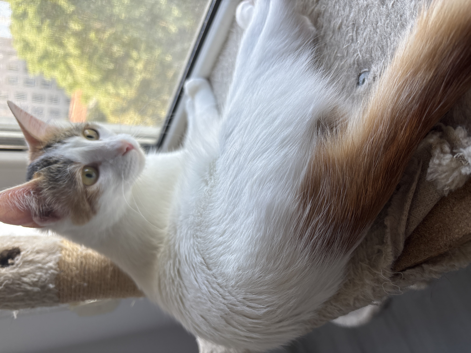 A calico cat with white, orange, and grey patches is resting on a plush, light-colored cat tree perch near a window. The cat is looking out the window at a blurry green outdoor scene with buildings visible. The cat tree has a sisal-wrapped post and a fabric platform. The window frame is white, and there is a screen on the outside. The flooring visible beneath the cat tree is a dark grey. The scene appears to be indoors, in an urban setting, possibly in Plovdiv, Bulgaria.