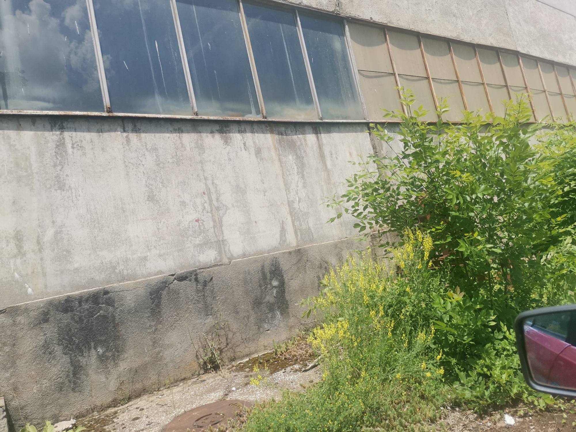 The image captures the exterior of an aging building, likely an industrial structure or warehouse, in Zhivkovo, Bulgaria. The main subject is a large, weathered concrete wall that runs horizontally across the frame. Above this wall, a series of tall, narrow windows are visible. The windows are dirty, and the glass reflects bright, cloudy skies, indicating it is daytime. Some window panes, especially towards the right, appear opaque or frosted, and their frames show signs of rust and wear.
Along the base of the concrete wall, the ground consists of rough dirt and gravel, with dark, damp patches that suggest puddles or moisture. The lower section of the wall also exhibits significant dark staining and some cracking, adding to its aged appearance. Lush green vegetation, including dense bushes and plants with bright yellow flowers, grows abundantly along the wall and extends into the foreground on the right side of the image.
In the bottom right corner, a portion of a red car and its side mirror are visible, indicating that the photograph was taken from inside a vehicle. There is no visible human activity or text within the frame. The scene portrays a somewhat neglected industrial environment characterized by its concrete architecture and an abundance of natural overgrowth under a bright, possibly sunny, sky.