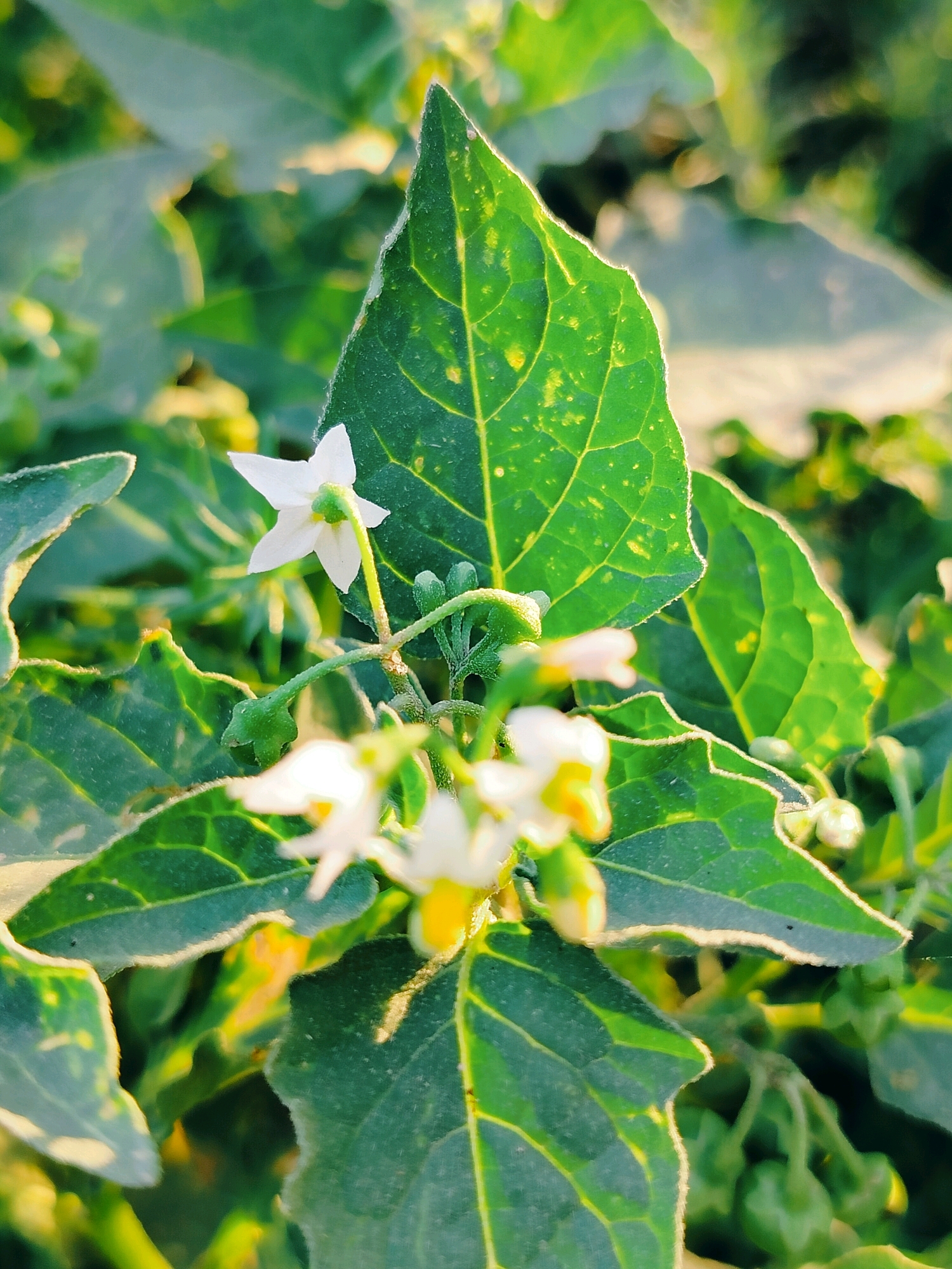This close-up, eye-level shot captures a cluster of small white flowers with yellow centers, nestled amongst vibrant green leaves. The foliage displays intricate vein patterns and a slightly serrated edge, with some leaves exhibiting yellow speckling. Tiny, undeveloped green fruits are visible on delicate stems. The background is softly blurred, suggesting an outdoor environment bathed in warm sunlight, likely in a natural setting or garden. The specific location within the city of Көлкент, Kazakhstan, is not discernible from the image itself.