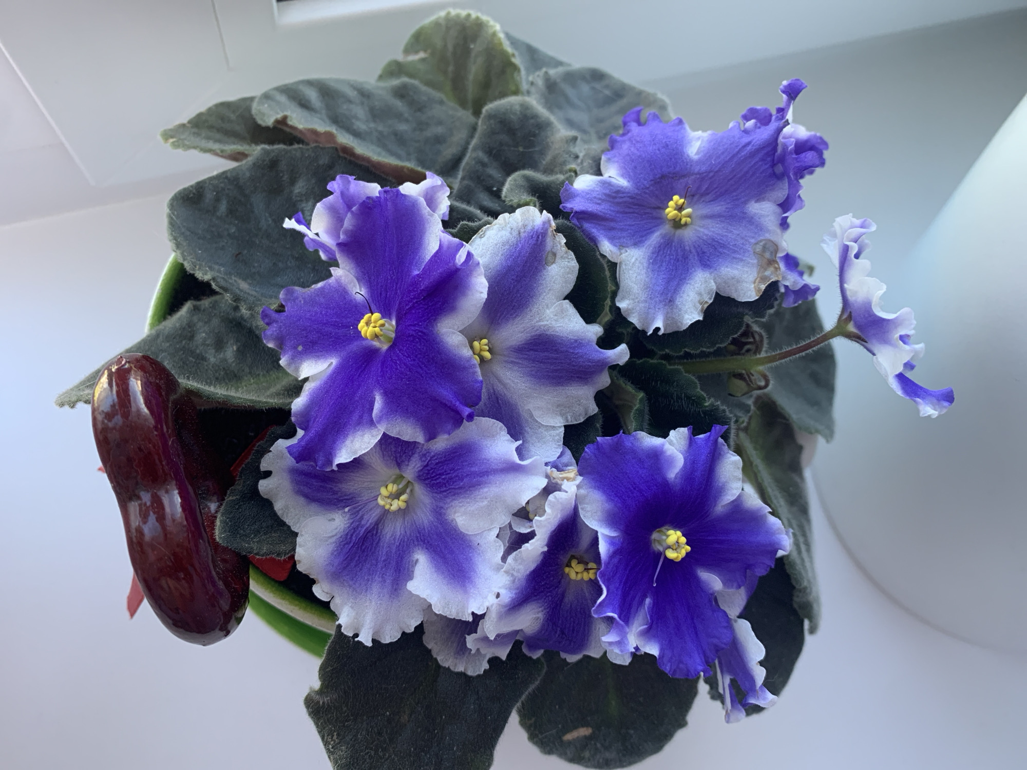 This is a top-down, eye-level, medium shot of a blooming African violet plant. The plant is in a green pot, mostly out of frame, with dark green, fuzzy leaves. The flowers are variegated purple and white, with ruffled edges and yellow centers. One large bud, dark red and glossy, is visible at the top left of the frame. The background is a plain, light gray wall. The lighting suggests the plant is near a window. There is no indication of the city of Volchansk, Russia.