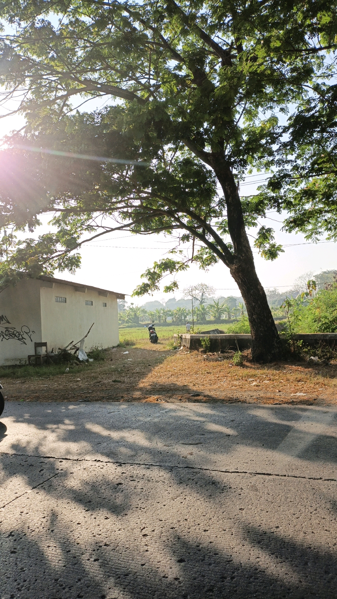This image captures a serene rural scene in Bandengan, Indonesia, bathed in the warm glow of morning sunlight. A large tree with lush green foliage dominates the foreground, casting dappled shadows across a paved road. To the left, a small, white, rectangular building with several small windows is situated beside a patch of dry grass and some debris, including discarded chairs and wooden planks. Graffiti is visible on the side of the building. Beyond the building, a motorcycle is parked near a low concrete structure. In the background, a field of green crops stretches towards a line of trees, with a hazy sky suggesting a humid atmosphere. A solitary figure can be seen in the distance, walking through the field. The overall impression is one of quiet, rural life at the start of a new day.