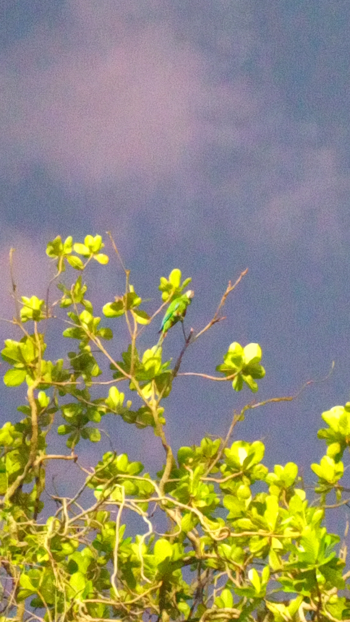 A perched green parrot is located in a leafy tree against a faded blue and purple sky. The location is El Limón, Venezuela.