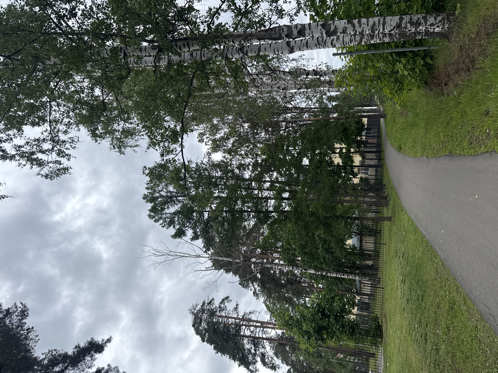 The image depicts a paved pathway curving to the left through a park-like setting. Tall trees, including birches with distinctive white bark and dark markings, and evergreens, line the pathway. A black metal fence runs along the left side of the path, separating it from a grassy area and a building in the distance. The sky is overcast with gray clouds. The ground is covered with grass, some of which appears to have been recently mowed.