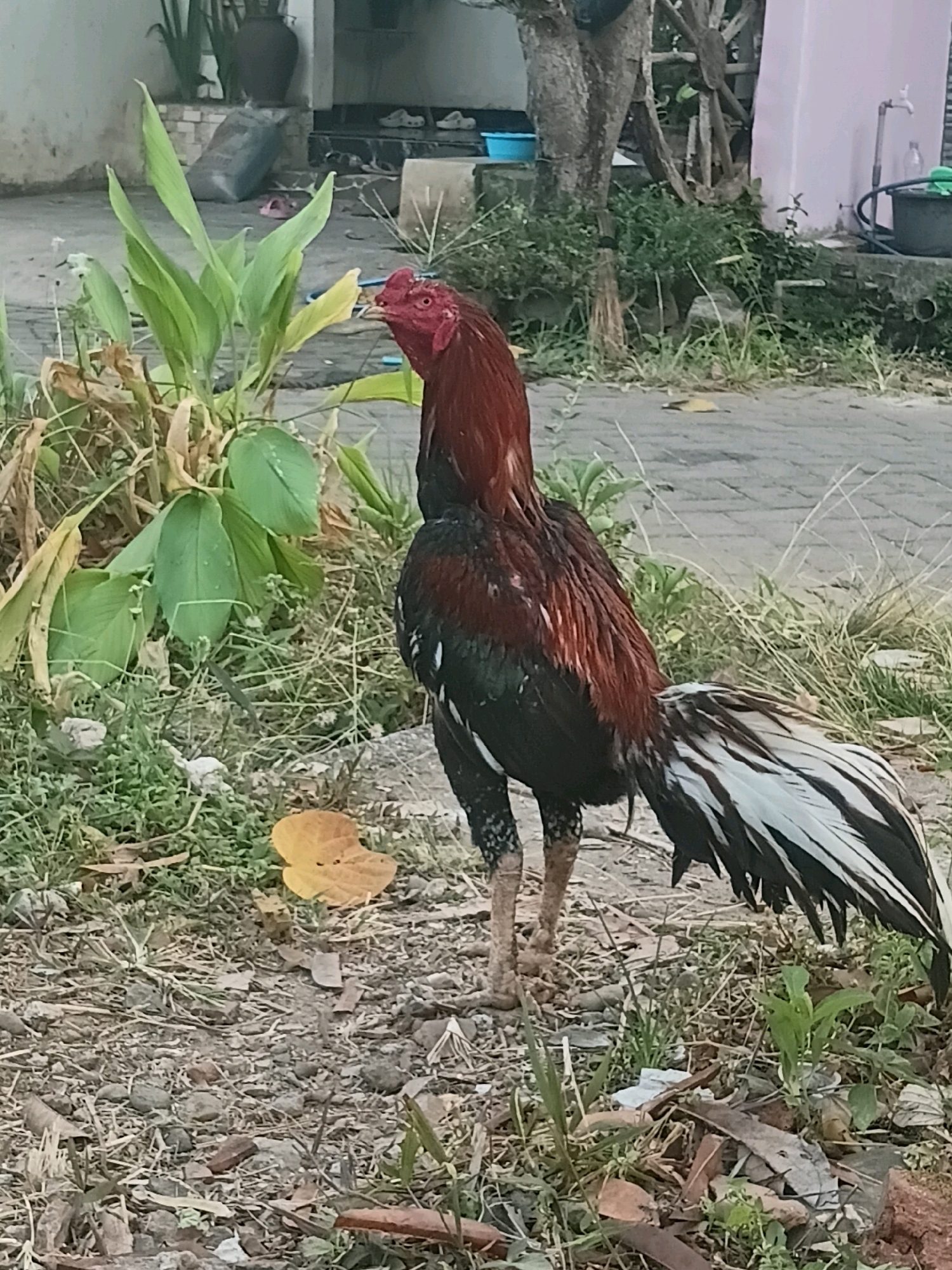 A rooster stands on the ground near a paved area, with a building and vegetation in the background. The rooster, primarily dark with reddish-brown feathers on its neck and back, has a prominent red comb and wattles. Its tail feathers are long and striped with black and white. The ground is covered with dirt, small rocks, dry leaves, and sparse green grass. Behind the rooster, there is a patch of green leafy plants, some dry vegetation, and a paved surface, likely a walkway or road. In the distance, a portion of a building is visible, with a pink wall and architectural elements. The overall scene appears to be an outdoor residential area, possibly in Cikal, Indonesia, given the visual cues of the building style and vegetation.