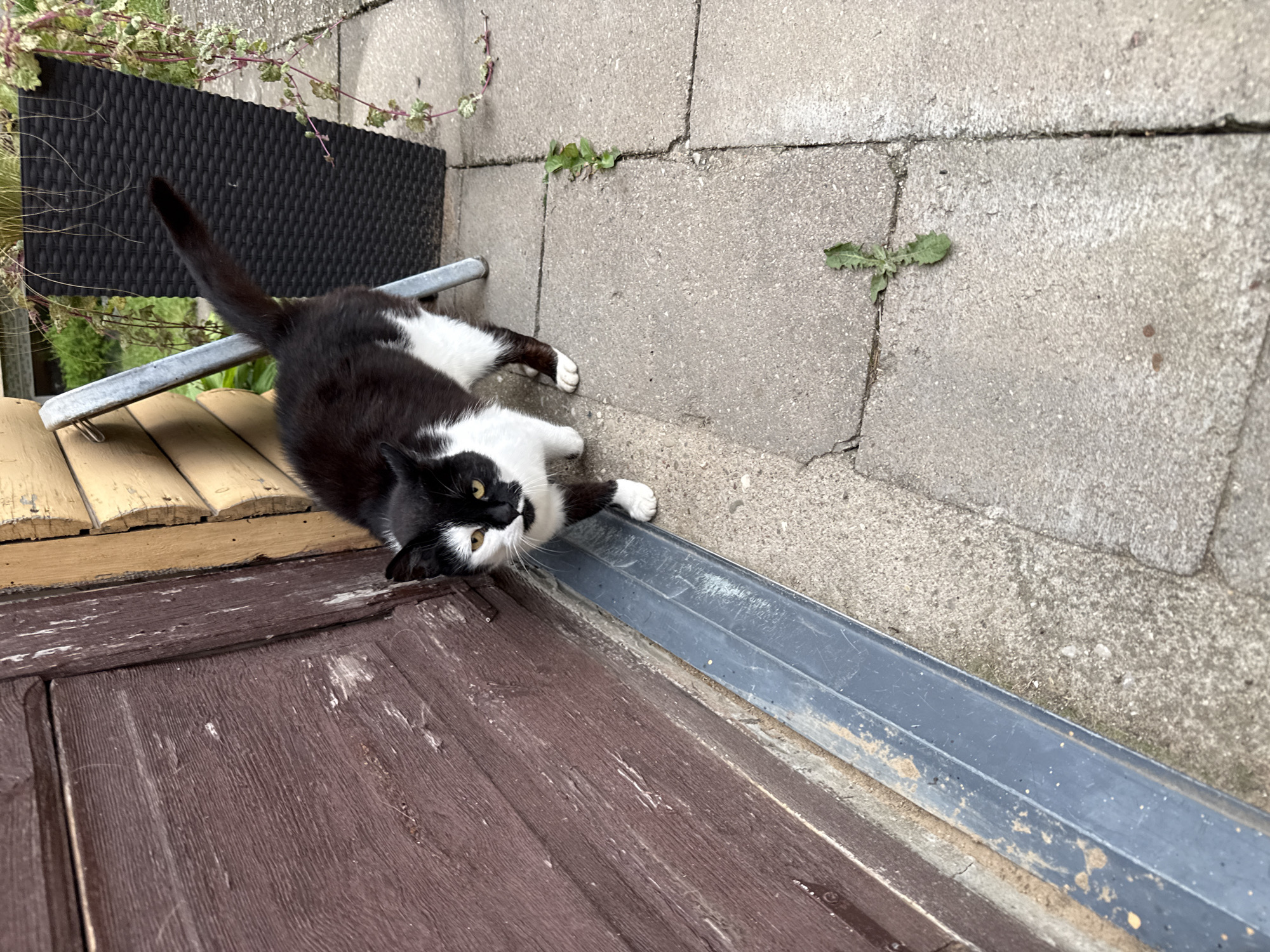 A black and white cat stands on a paved area next to a weathered wooden wall and a tall black planter. The cat is facing the camera, with its left eye open and its right eye partially closed. Its tail is raised and curved. The paved area is made of rectangular concrete slabs. A metal drain runs along the base of the wooden wall. Green plants are visible growing in the planter and between the paving stones. The scene appears to be outdoors.