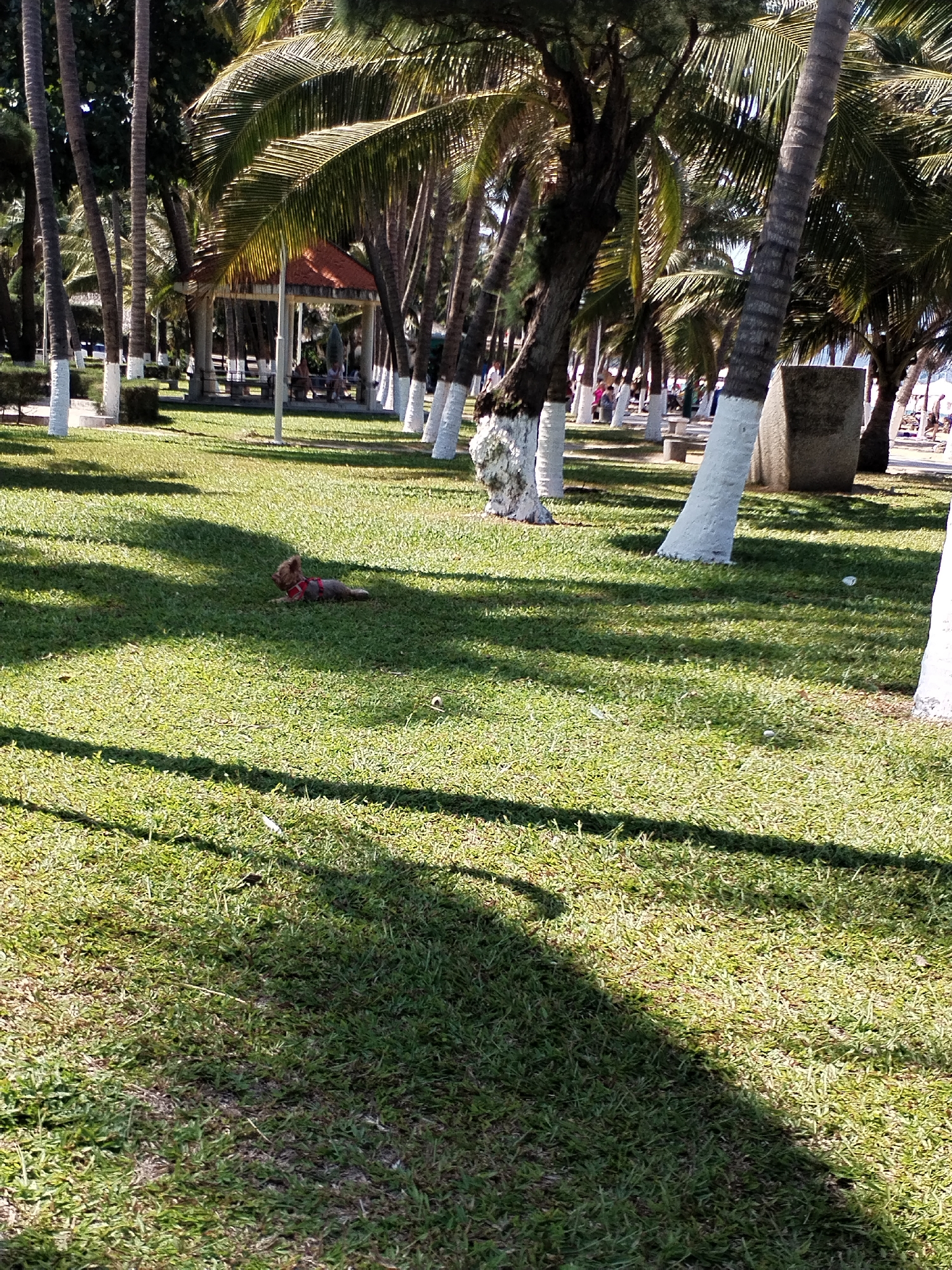 The image shows a park area in the city of Nha Trang Ward, Vietnam. A small dog is lying on the grass. Rows of palm trees line the park, with their trunks painted white at the base. A gazebo sits further back in the park where people are gathered. Other people walk in the distance. The environment is sunny.