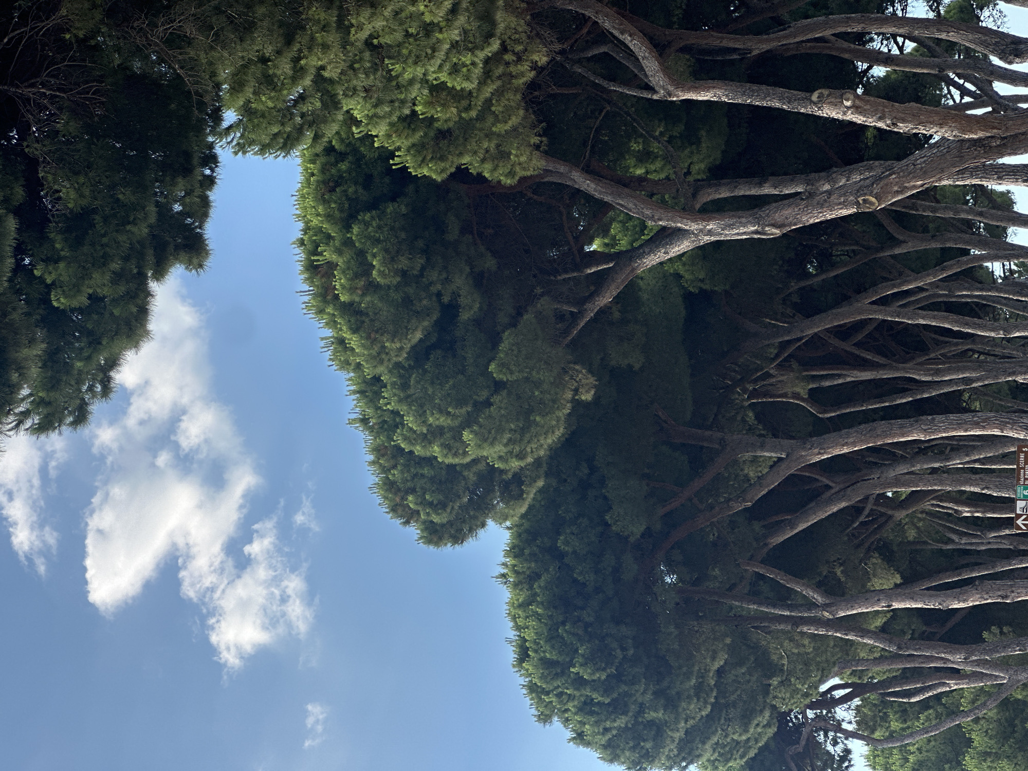 In the city of Pineto, Italy, a photograph captures a low-angle view of a dense stand of tall pine trees against a bright blue sky with scattered white clouds. The trees, characterized by their thick, green canopies and gnarled, reddish-brown trunks, dominate the frame, with their branches arching upwards and outwards. The perspective emphasizes the verticality of the trees and the expansive sky. The scene is devoid of people, animals, or any explicit human activity, focusing solely on the natural landscape. The overall impression is one of a serene, natural environment under a clear, sunny sky.