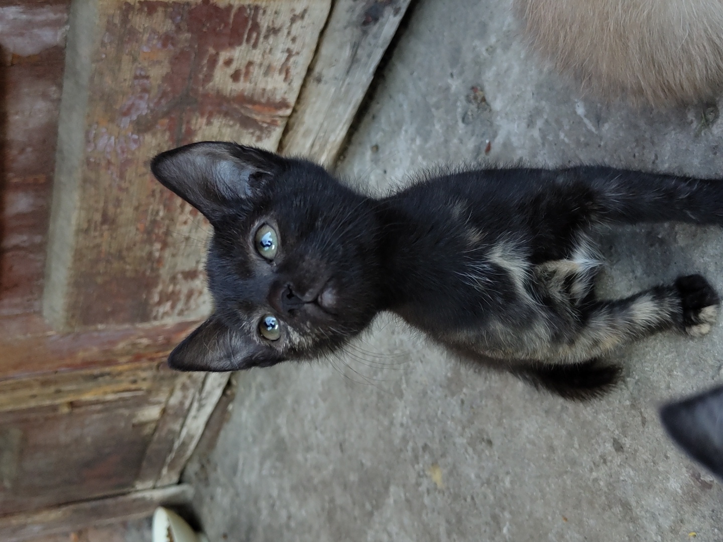A black kitten with green eyes is sitting on a concrete surface, looking upwards. The kitten has patches of lighter fur on its chest and tail. Behind the kitten is a weathered wooden door. To the left, a white bowl is visible. To the right, a portion of another animal's fur is visible. The environment appears to be outdoors in an urban setting.