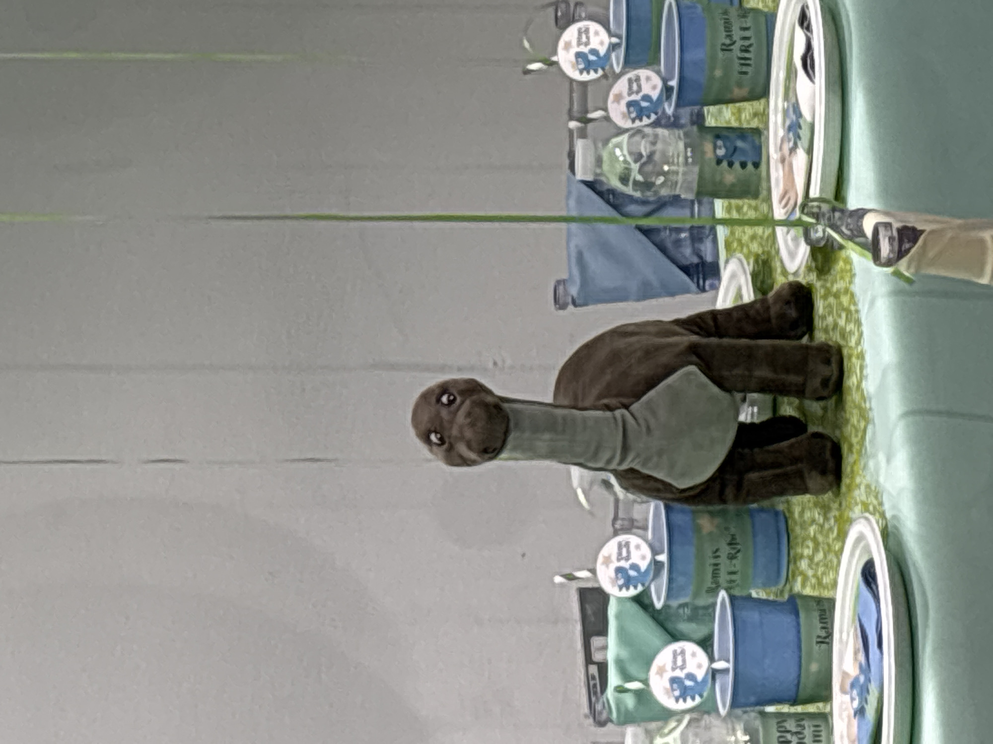 The image shows a plush dinosaur toy standing on a table covered with a light green tablecloth. The table is decorated for a children's party, with blue cups, napkins, and plates. Some of the cups have a green band with text that appears to be "Rami is 3-R-obo". There are also small circular decorations with blue dinosaur graphics. A bottle of water and a green string are also visible on the table. The background is a plain gray wall. The scene is likely an indoor setting, possibly a home or a party venue. There is no information in the image to suggest a specific location within Dubai, United Arab Emirates.