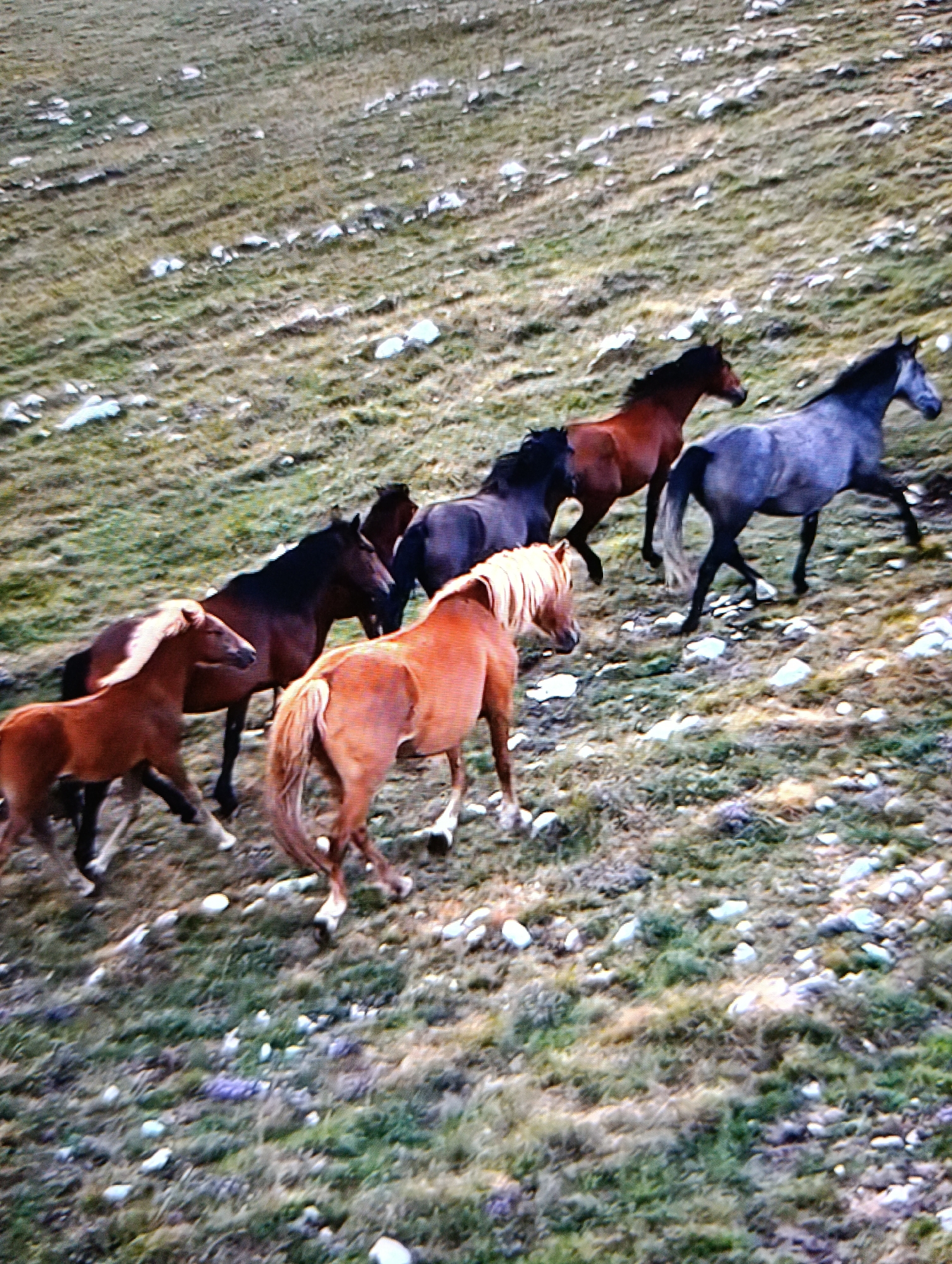 A group of seven horses are seen running uphill across a grassy, rocky field. The horses are varying shades of brown, with one gray horse towards the top right of the image and one horse with a blonde mane at the front. The ground is covered with grass and white rocks, giving the impression of a mountainous or hilly area. The sky is not visible. The location and city are unknown.