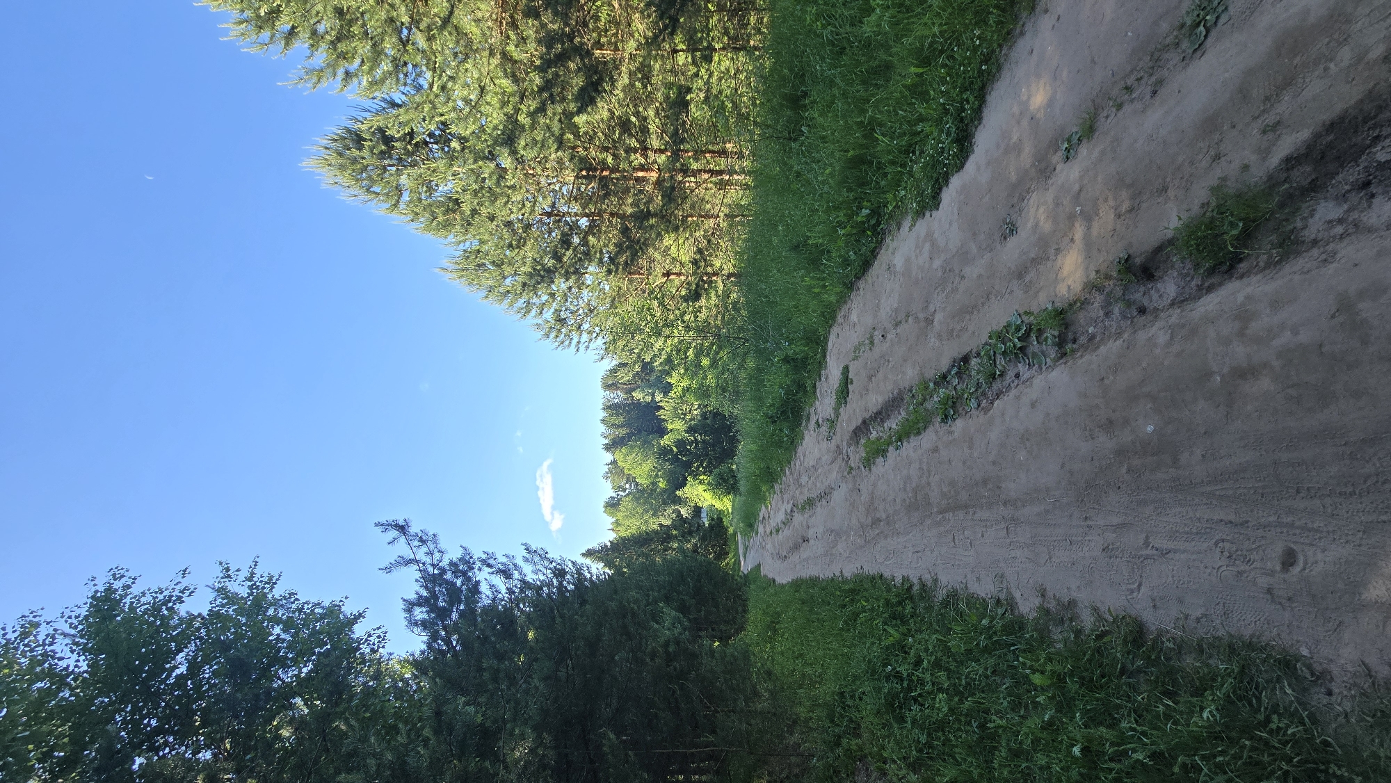This is a vertical, medium shot photograph taken outdoors on a sunny day. The image shows a dirt road that curves into the distance, bordered by lush green grass and trees on either side. The road appears to be in a rural or natural setting, possibly on the outskirts of Chaikovsky, Russia, given the presence of coniferous trees characteristic of the region. The sky is a clear, bright blue with a single, small white cloud visible in the upper middle portion of the image, and a sliver of the crescent moon can be seen in the upper right quadrant. The trees on the right are tall and slender pine trees, while the trees on the left are a mix of deciduous and coniferous types. The road has tire tracks imprinted on its surface, suggesting it is used by vehicles. The overall impression is one of a peaceful, natural landscape.
