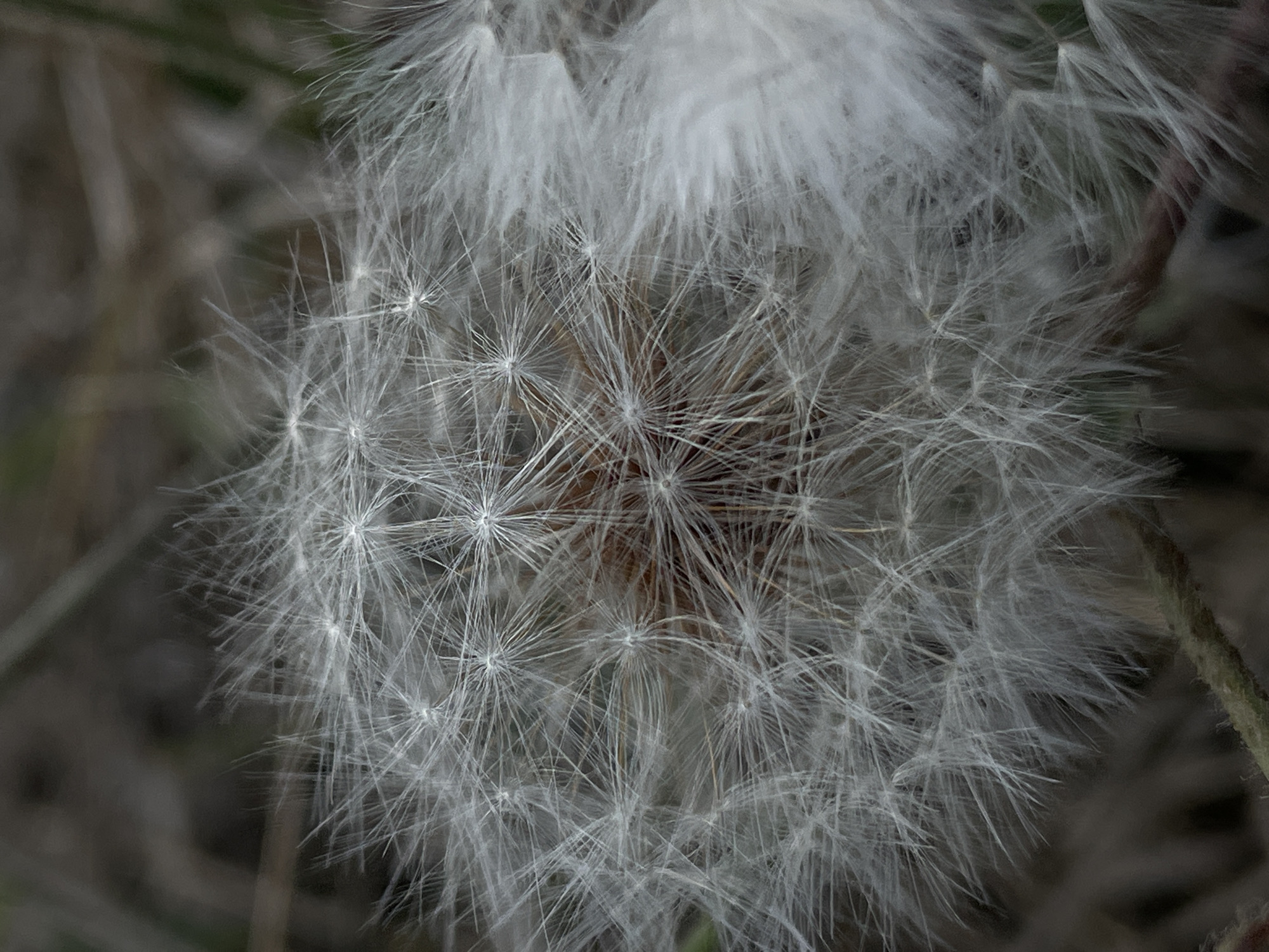 A close-up, shallow depth of field photograph captures a dandelion seed head with its delicate white filaments. The background is blurred and dark, suggesting an outdoor natural setting. The image is devoid of people or any specific identifiable landmarks that would indicate a location in Rostov-on-Don, Russia.
