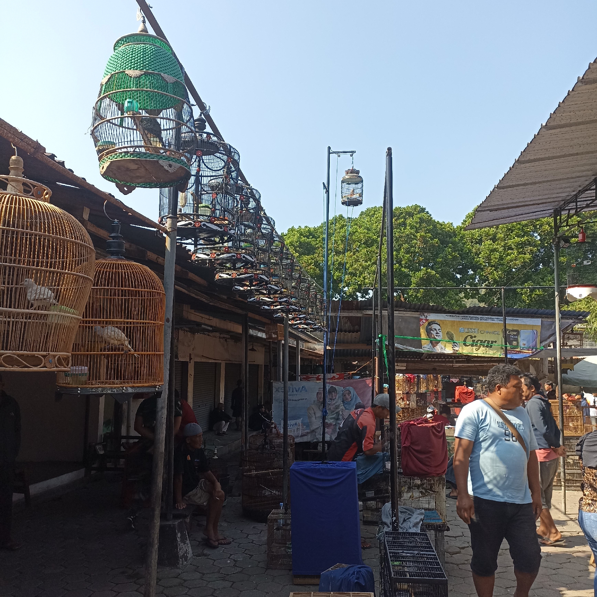 This image depicts an outdoor bird market in Magelang, Indonesia. The scene is filled with numerous bird cages, many of which are hanging from structures or poles. These cages vary in material and design, with some being made of wood and others appearing to be made of metal wire with decorative tops. Several birds are visible within the cages, including what appear to be doves in the larger wooden cages on the left and smaller birds in the hanging cages.
Several people are present in the market. In the foreground, a man wearing a light blue t-shirt and dark shorts is walking. Other individuals are seen standing, sitting, or browsing among the stalls. Some are interacting with the birds or cages, while others appear to be customers or vendors.
The market area itself is paved with stone. In the background, there are simple structures with corrugated roofs, suggesting a marketplace setting. A banner with text and images, possibly advertising, is visible hanging on one of the structures. Lush green trees form a backdrop to the market. The overall atmosphere appears to be a bustling daytime scene under a clear sky.