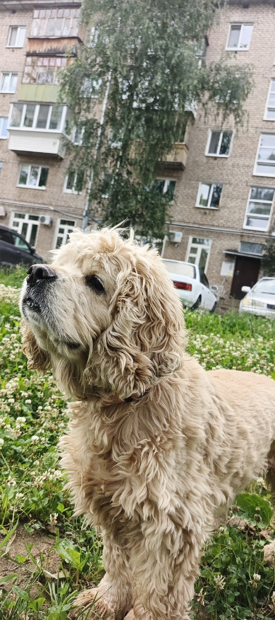 The image features a light-colored, fluffy dog, possibly a Cocker Spaniel, standing in a grassy area dotted with small white flowers. The dog is looking upwards and to the left, with a curious or expectant expression. Its fur is curly and light beige.
Behind the dog, a multi-story brick apartment building is visible, with several windows and balconies. Some of the balconies are enclosed with glass, while others appear open or have wooden railings. A large tree with green foliage partially obscures the building. To the left and right of the dog, cars are parked. One car is a white sedan, and another appears to be a silver sedan. The overall scene suggests an outdoor setting, possibly a residential courtyard or park area in Chaikovsky, Russia.
The lighting indicates it is daytime, and the presence of green leaves and grass suggests a season like spring or summer. The sky is not visible, but the light appears overcast or diffused, contributing to a soft overall illumination. The image focuses on the dog, with the background slightly blurred, drawing attention to the animal. There is no visible text in the image.