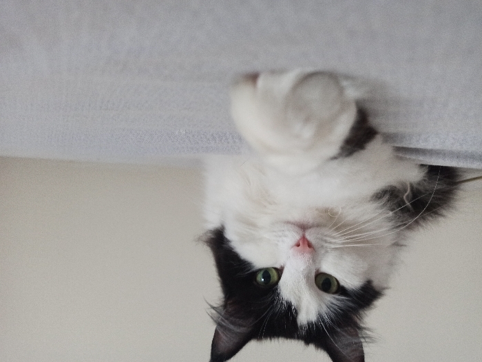 The image displays a fluffy black and white cat, captured from a unique perspective that makes it appear to be hanging upside down. The cat's head is centered towards the bottom of the frame, tilted slightly, and it is looking directly at the viewer with an alert and curious expression.
The cat has prominent green eyes and a small, delicate pink nose. Its facial fur is mostly white, with long, distinct white whiskers fanning out from its muzzle. Black fur frames its head, covering its ears and extending in patches over its forehead and cheeks, creating a striking contrast with its white undercoat and chin. The fur around its face appears soft and slightly disheveled, adding to its playful appearance.
At the top of the image, partially obscured by the cat's body, is a light gray, somewhat translucent fabric or sheet, possibly a curtain or blanket, from which the cat seems to be dangling. A white, fluffy paw is visible near the top-center, resting on or clinging to this fabric. The background behind the cat's head and below the hanging surface is a smooth, light off-white or very pale gray wall, providing a clean and uncluttered setting.
The lighting is soft and even, suggesting an indoor environment. The cat's pose and direct gaze convey a sense of playfulness and engagement. There is no visible text in the image.