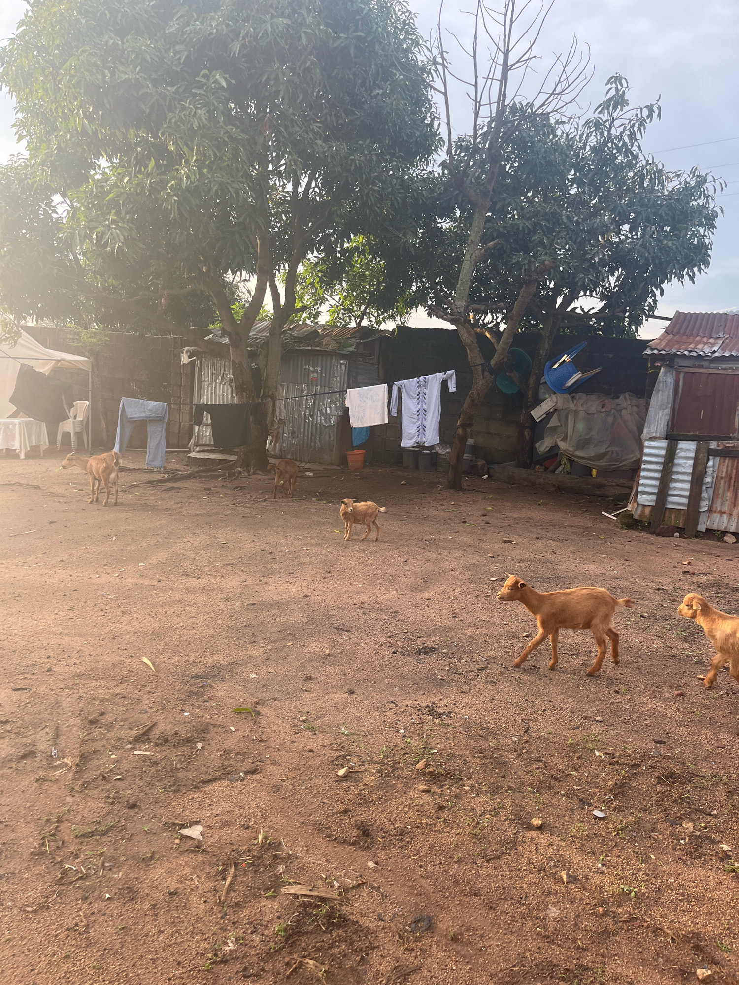 This is a wide shot photograph taken in an outdoor setting in Jos, Nigeria. The foreground is dominated by a dusty, reddish-brown dirt ground with scattered small stones and dried grass. Several young, light brown goats are scattered throughout the scene.
In the middle ground, to the left, a white tent with a draped tablecloth is set up, with a white plastic chair visible behind it. Further back, a line of corrugated metal structures forms a fence or wall. Clothes are hanging on a line in front of these structures; a pair of light blue pants hangs prominently, and a white garment with a blue embroidered pattern is also visible. Two more goats are standing near these structures.
The background features lush green trees with visible branches, some of which are bare. More corrugated metal structures are visible, some appearing to be makeshift dwellings or sheds, with various items piled behind them. The sky is overcast and appears bright, suggesting it is daytime. The overall impression is of a rural or semi-urban environment with modest infrastructure.