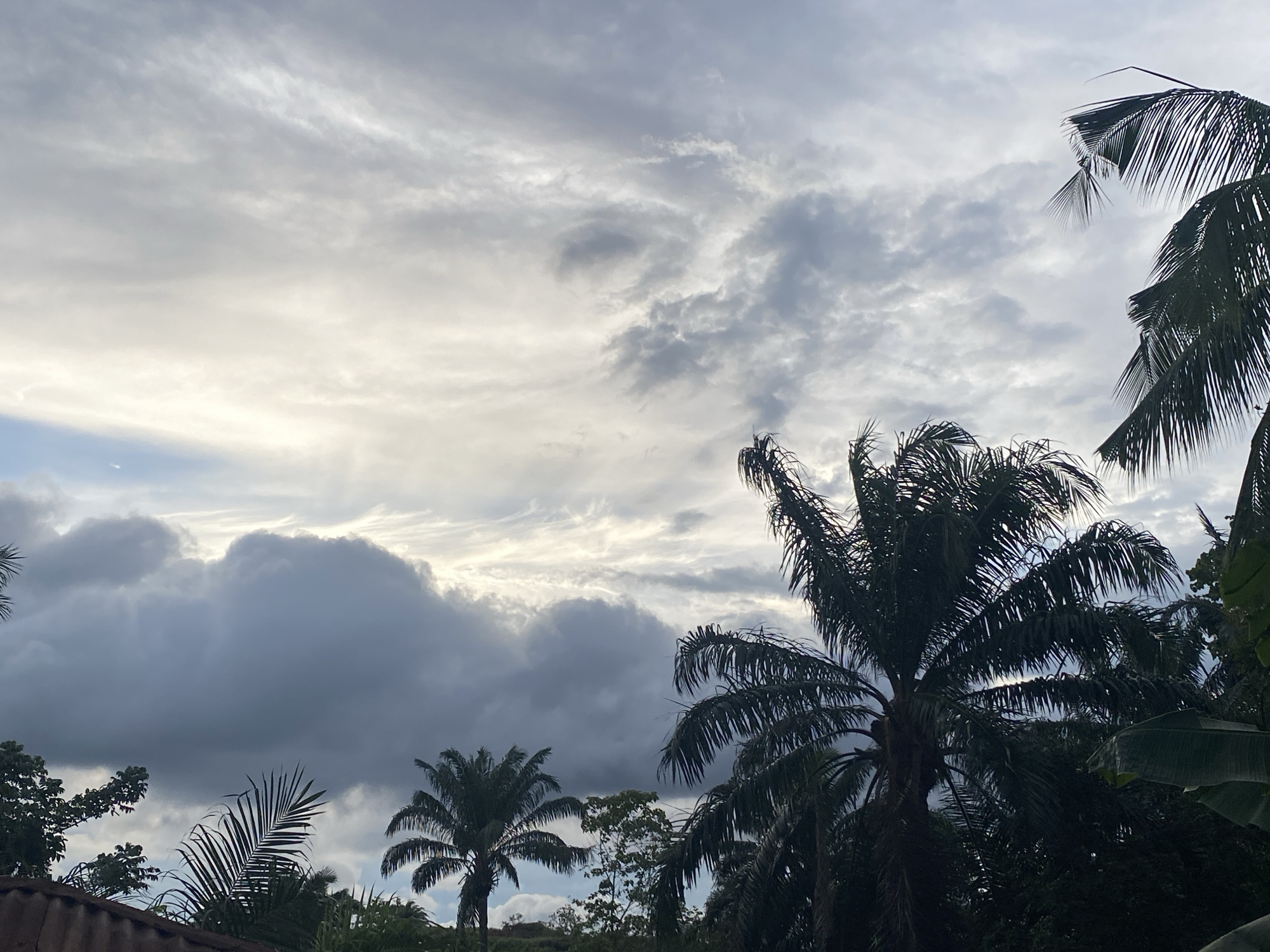 The image shows a sky filled with a mix of bright and dark grey clouds, indicative of unsettled weather conditions. In the foreground and midground, various palm trees are visible, some with their fronds extending into the sky. Other foliage and trees are also present, partially obscured by the darker shadows cast by the dense vegetation. A small section of a corrugated metal roof is visible in the lower left corner. Given the prompt's context, the image is likely from Ufu Esioni, Nigeria. There are no people visible.