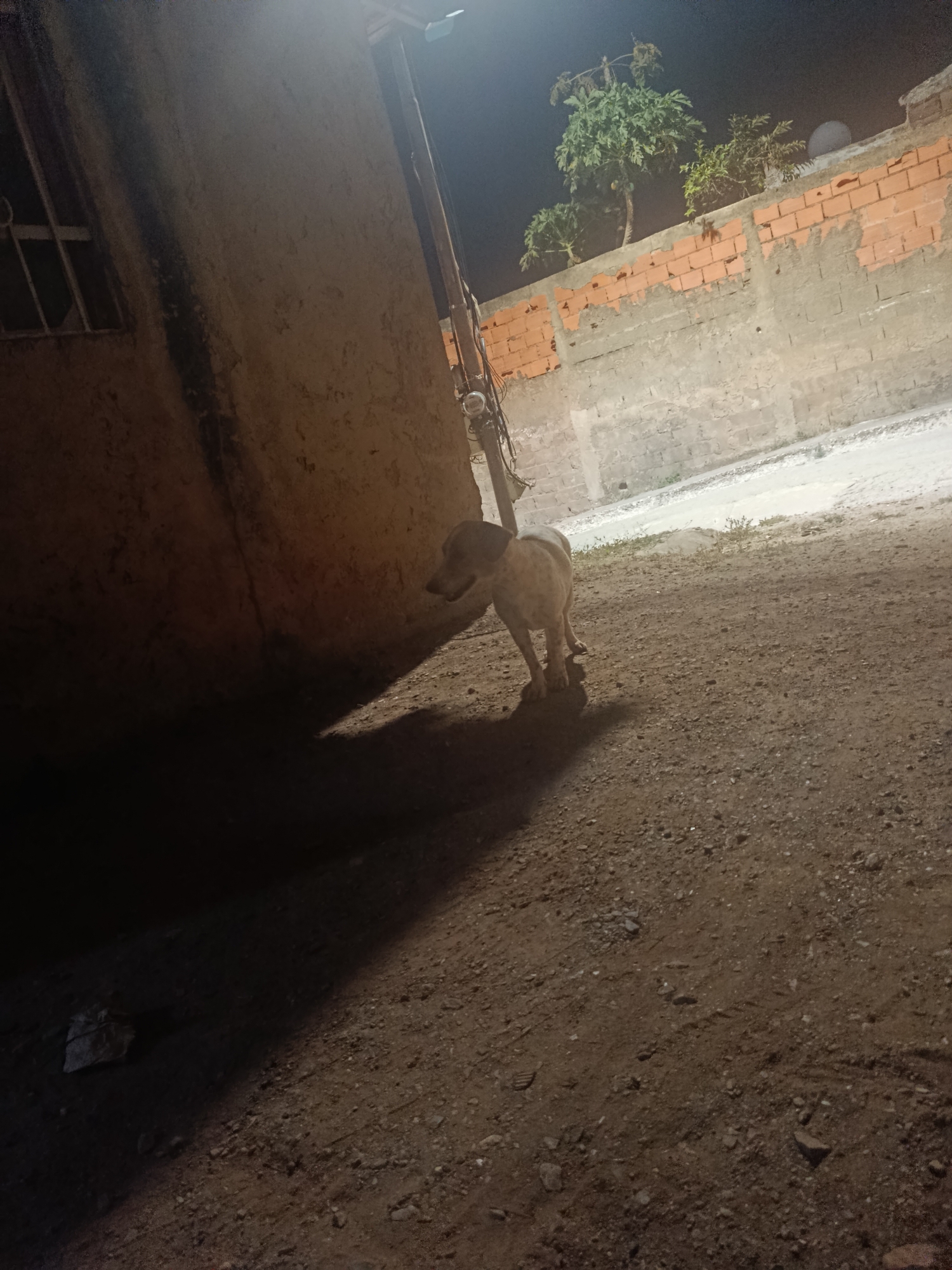 A dimly lit street scene in Juan Griego, Venezuela, at night. A light-colored dog is leashed to a utility pole in front of a beige, textured building on the left. The ground is dirt and gravel. A brick and concrete wall runs along the back of the scene, topped with trees and a possible satellite dish.