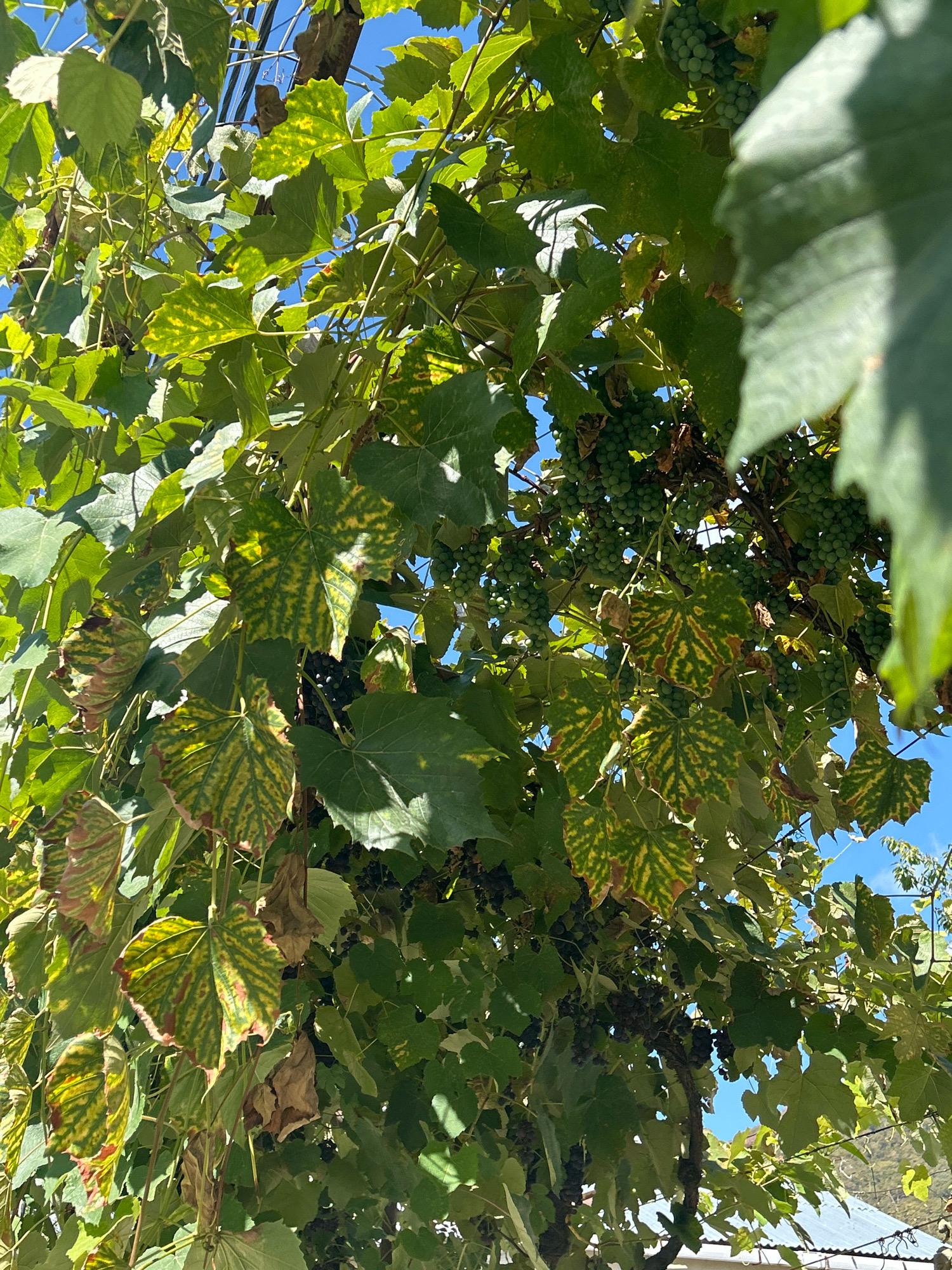 A low-angle shot captures a cluster of grapevines in Tsikhisdziri, Georgia, with bunches of green and dark purple grapes visible amongst lush green and yellow-mottled leaves. The vegetation is dense, with some leaves showing signs of browning and dryness. Sunlight filters through the canopy, creating dappled light and shadow patterns. In the background, a clear blue sky is visible, along with glimpses of a distant landscape and what appears to be a corrugated metal roof. The scene conveys a sense of natural growth and the bounty of a vineyard under a bright sky.